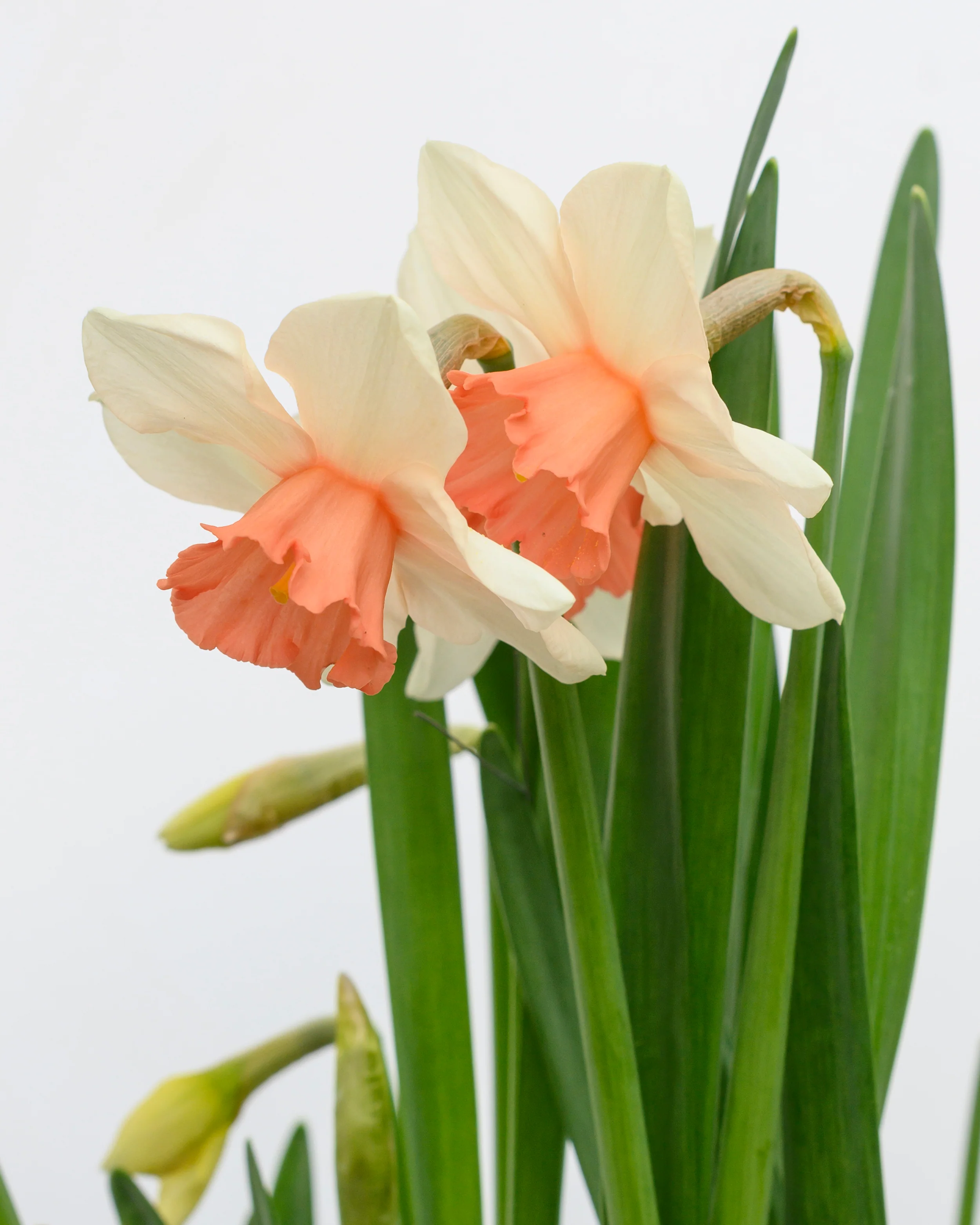 Narcissus 'Iwona' - Image 11