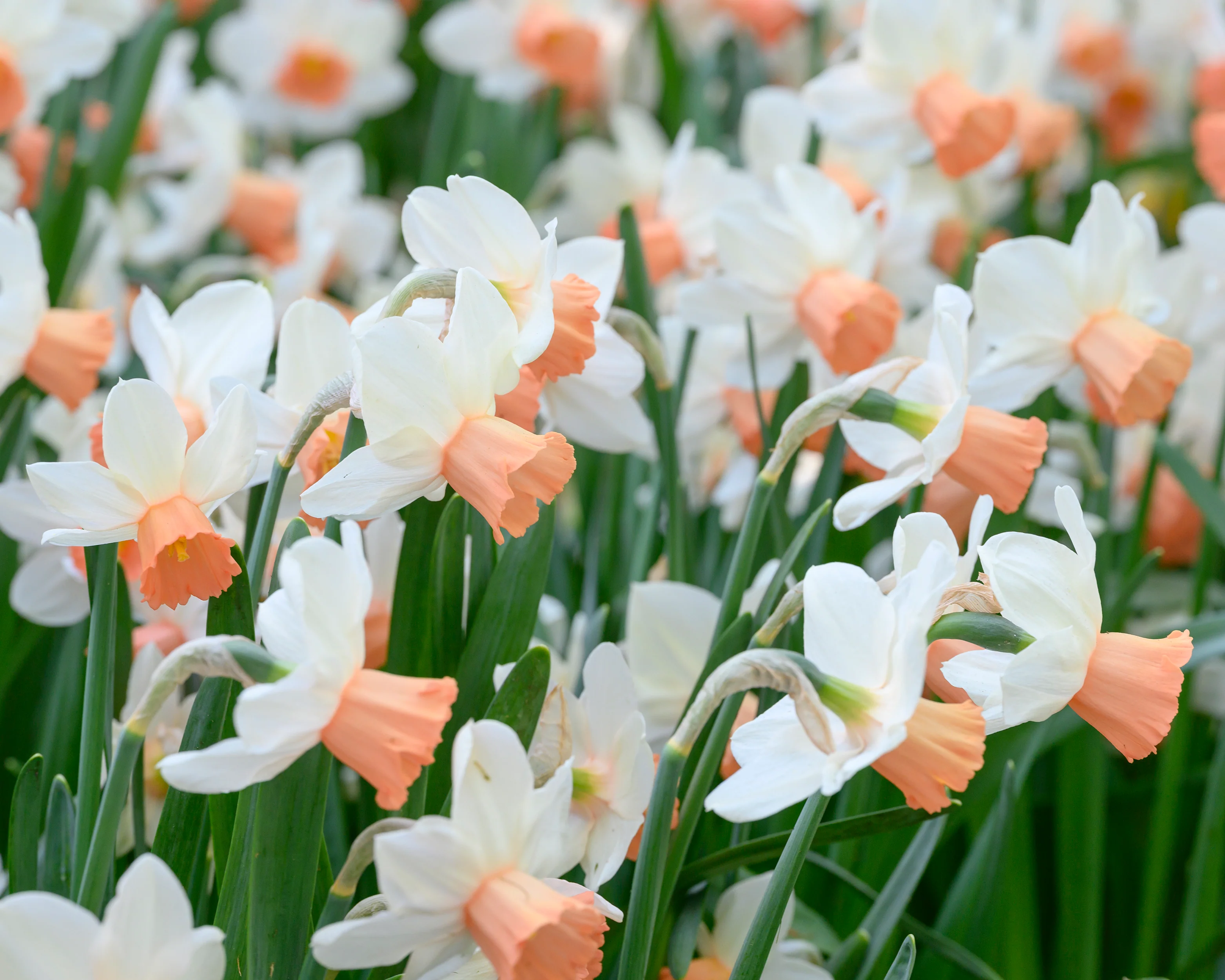 Narcissus 'Iwona' - Image 5