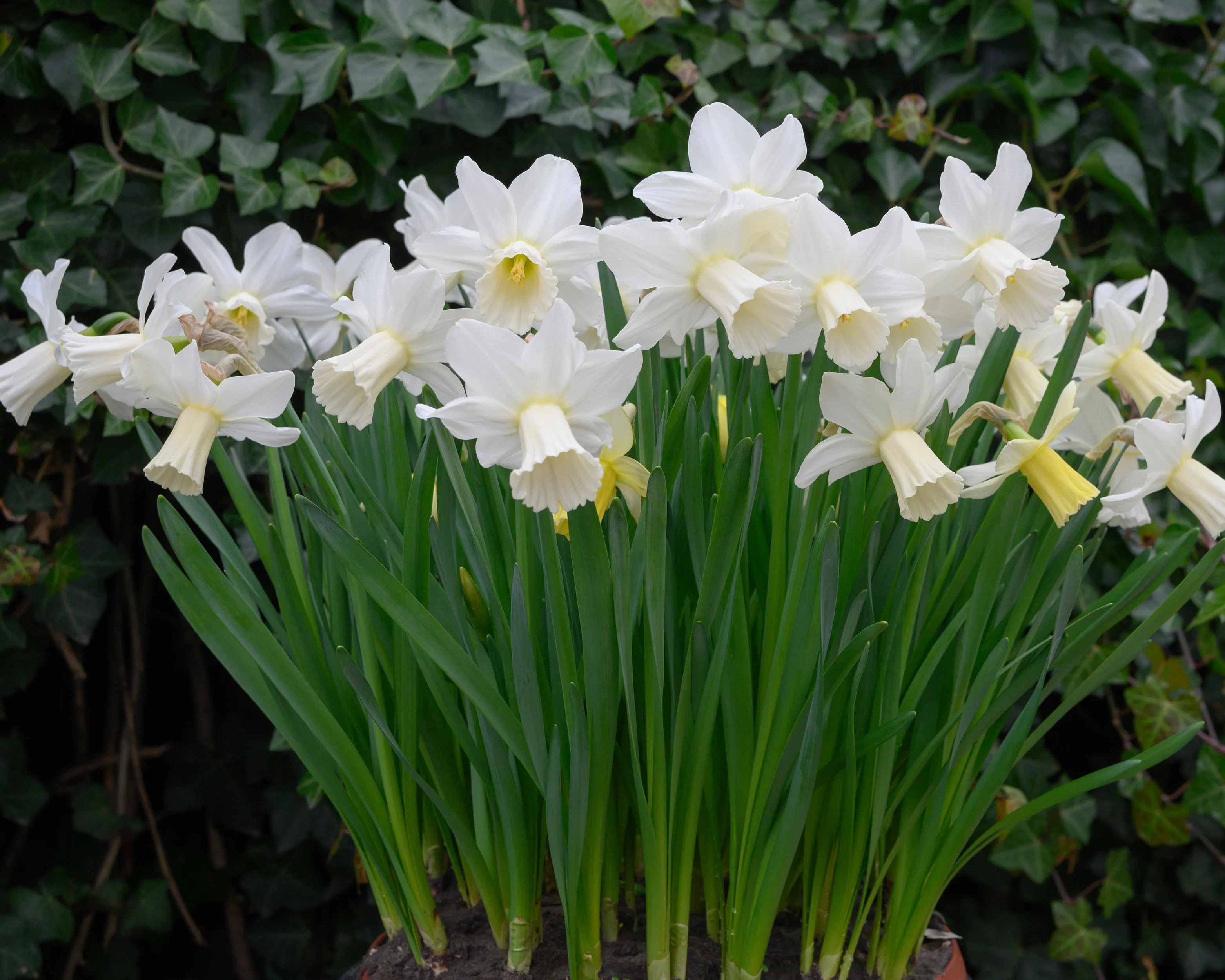 Narcissus 'Lady Madonna' - Image 7