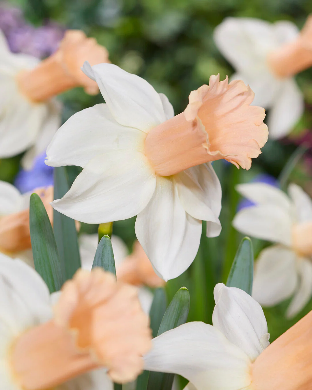 Narcissus 'Llanfair' - Image 3