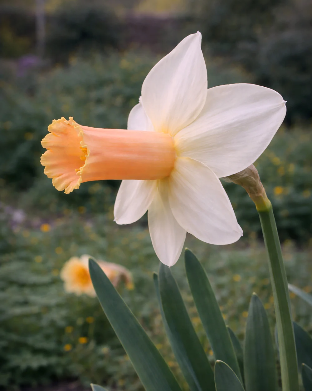 Narcissus 'Llanfair' - Image 4