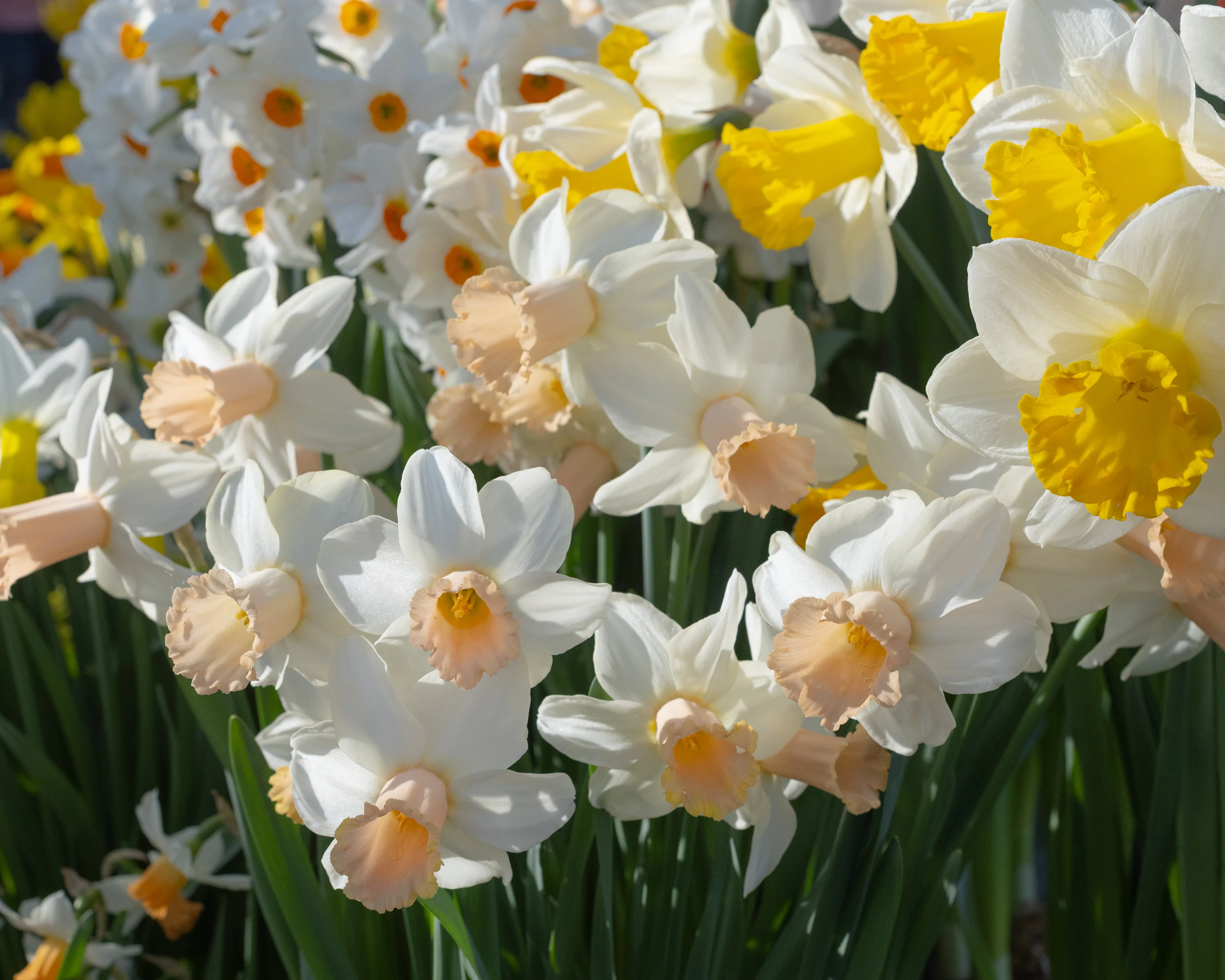 Narcissus 'Llanfair' - Image 8