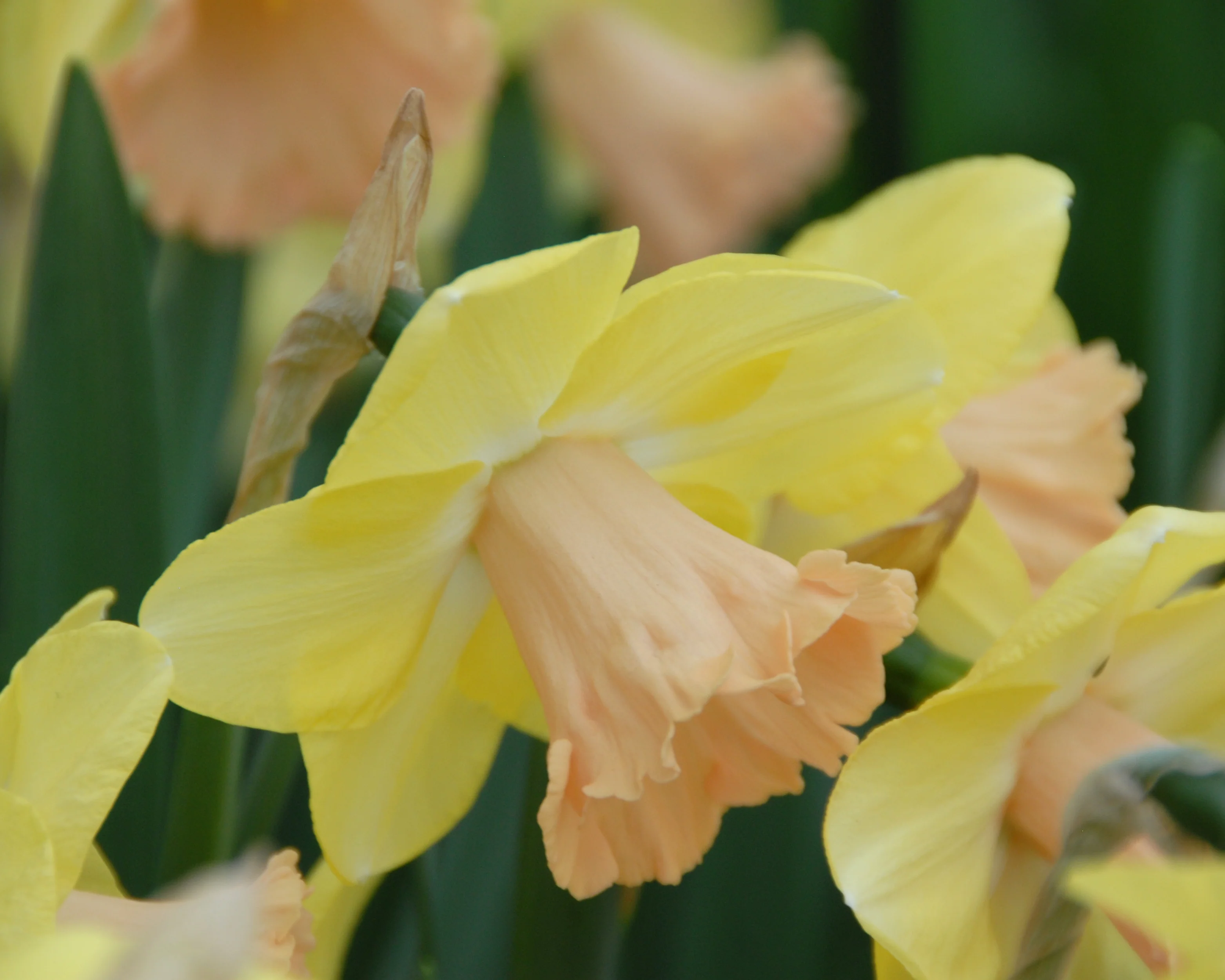 Narcissus 'Lorikeet' - Image 10