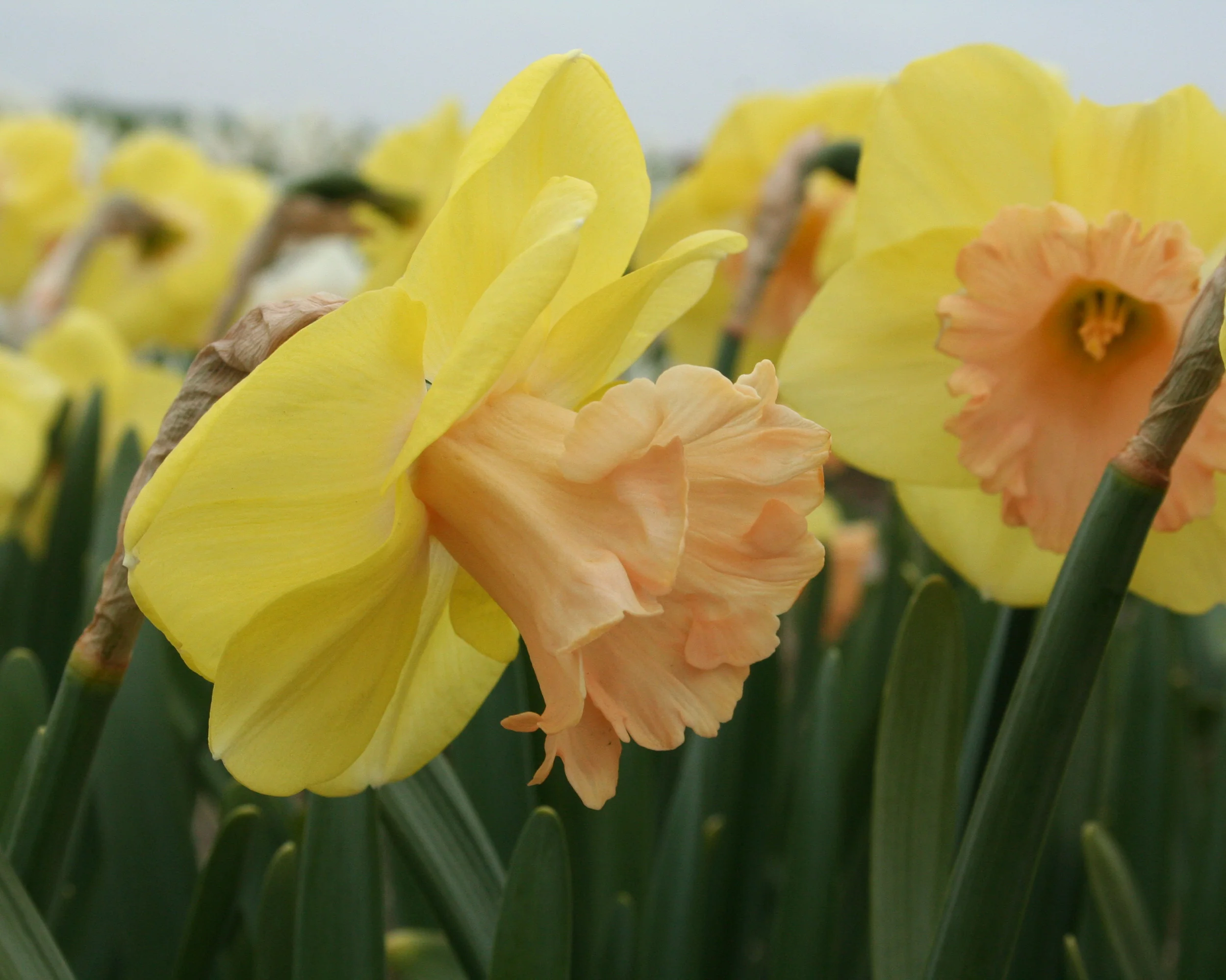 Narcissus 'Lorikeet' - Image 12