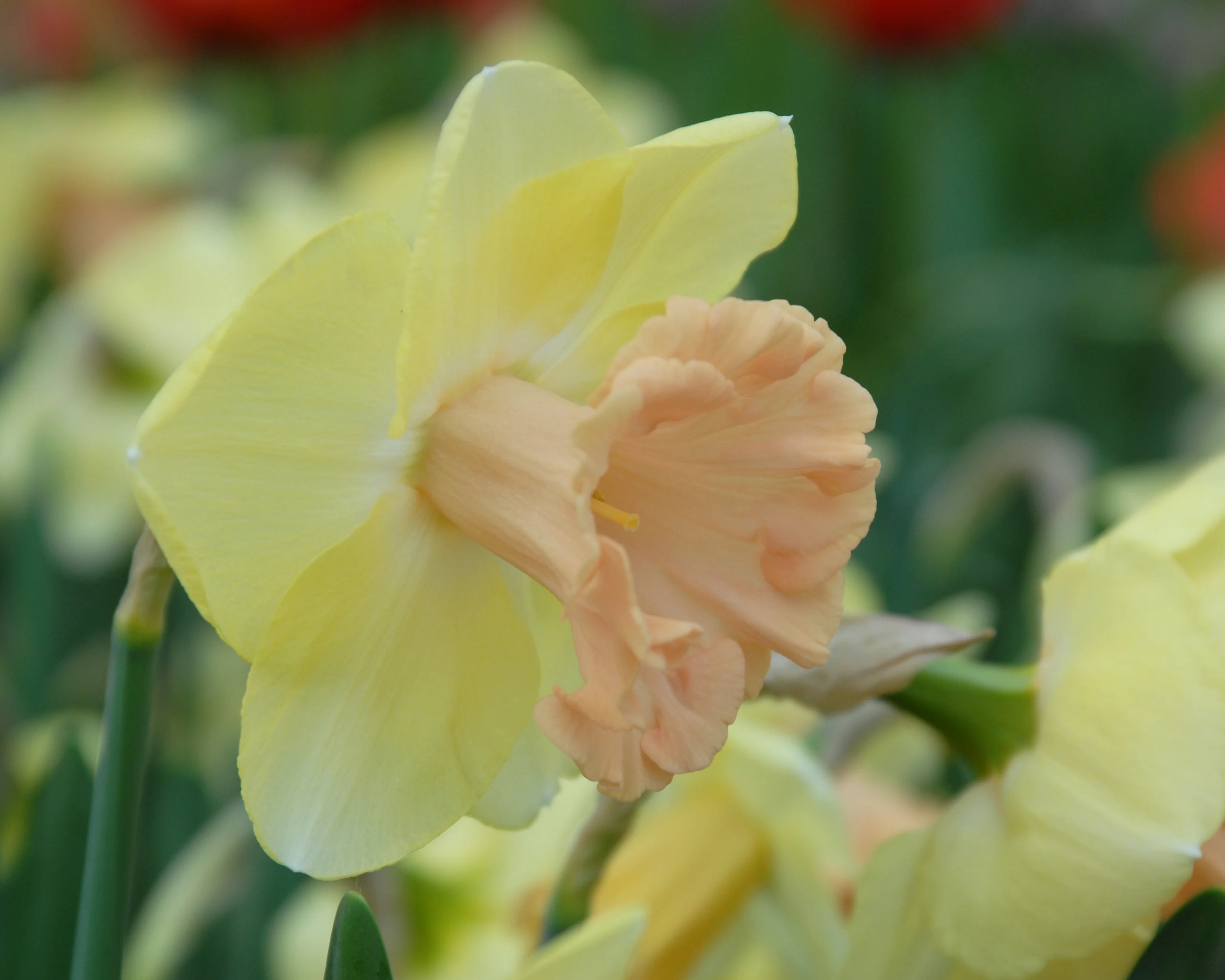 Narcissus 'Lorikeet' - Image 6