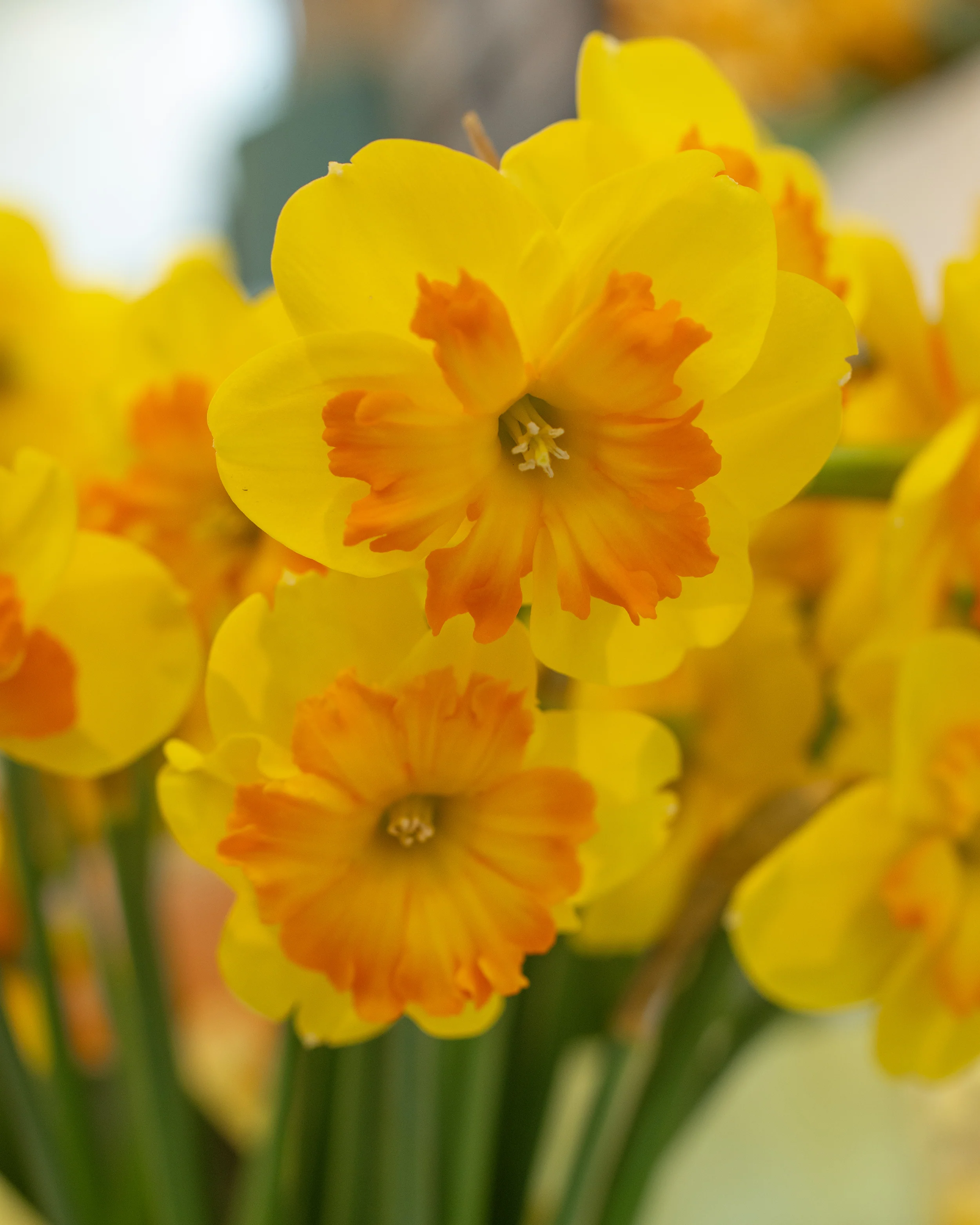 Narcissus 'Marion Pearce' - Image 4