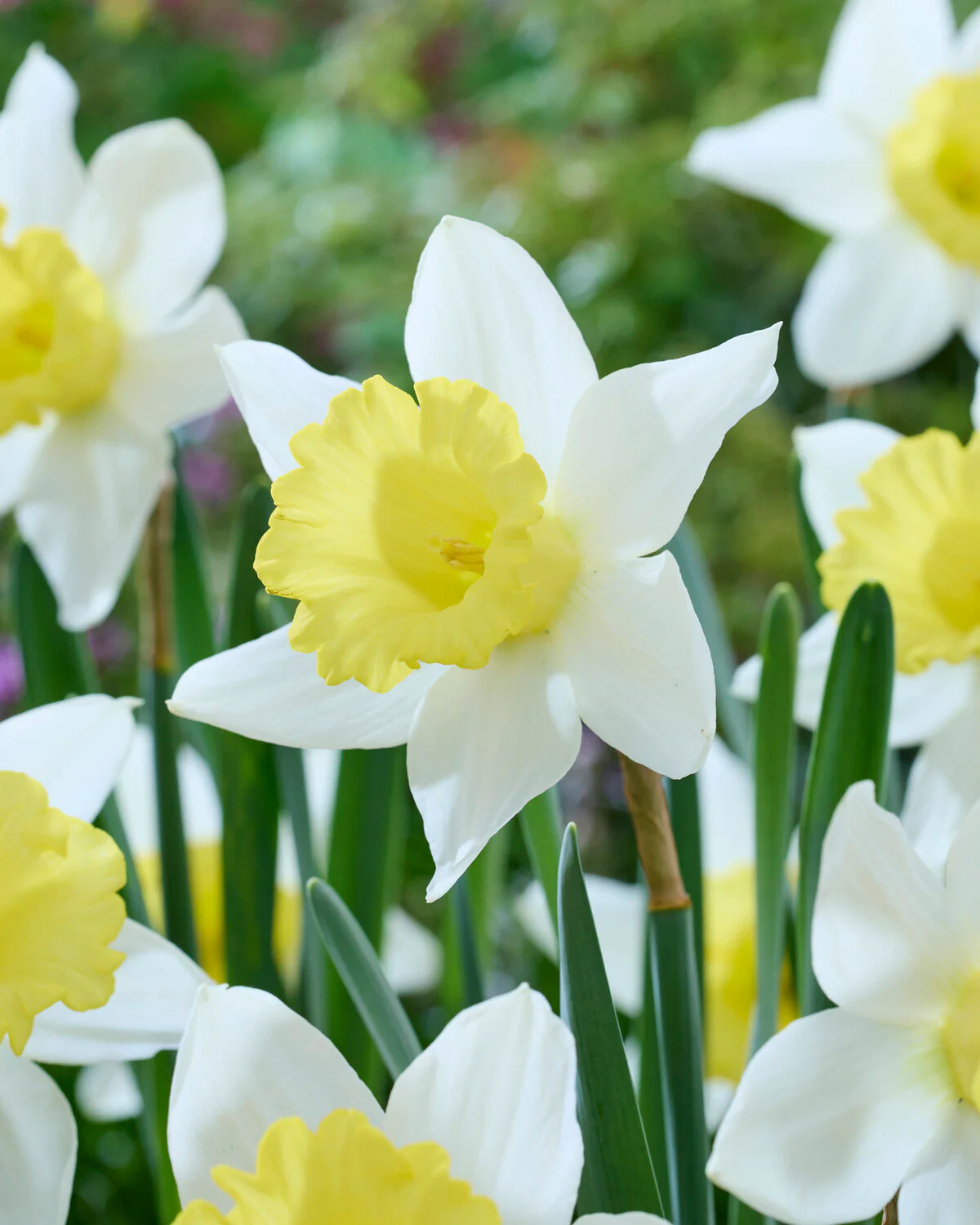 Narcissus 'Melyor' - Image 3