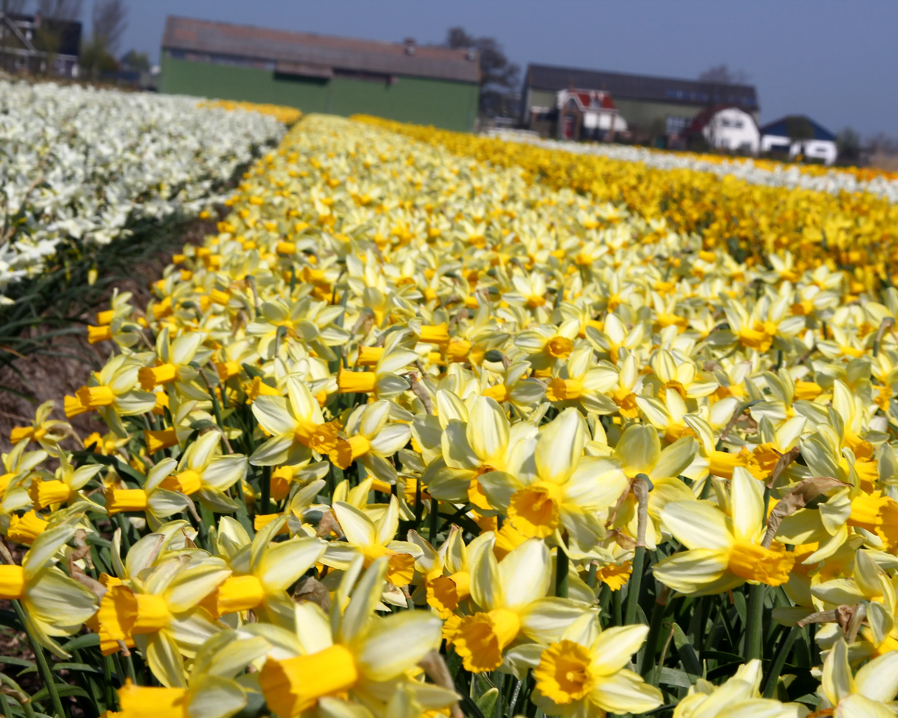 Narcissus 'Mother Duck' - Image 5