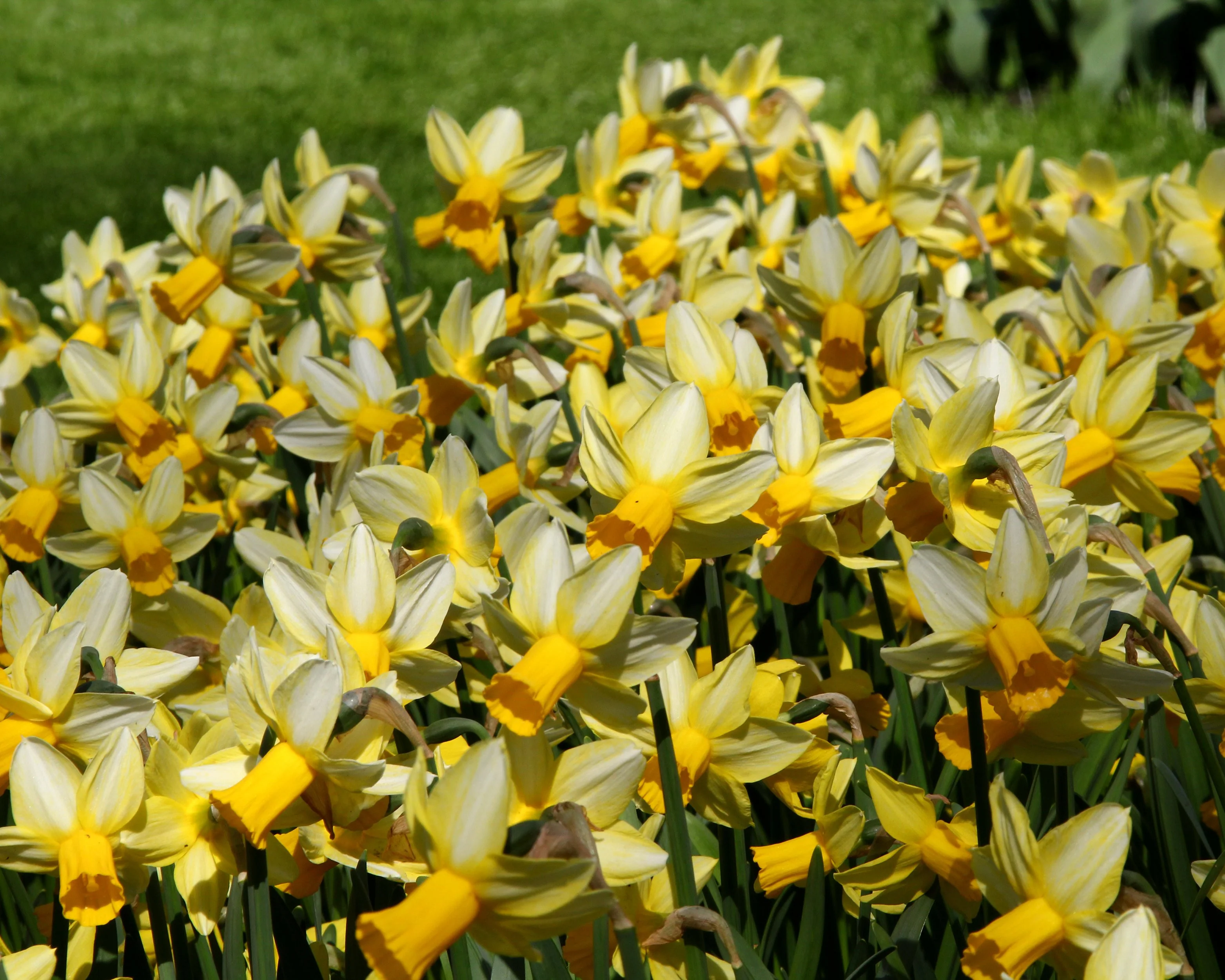 Narcissus 'Mother Duck' - Image 6