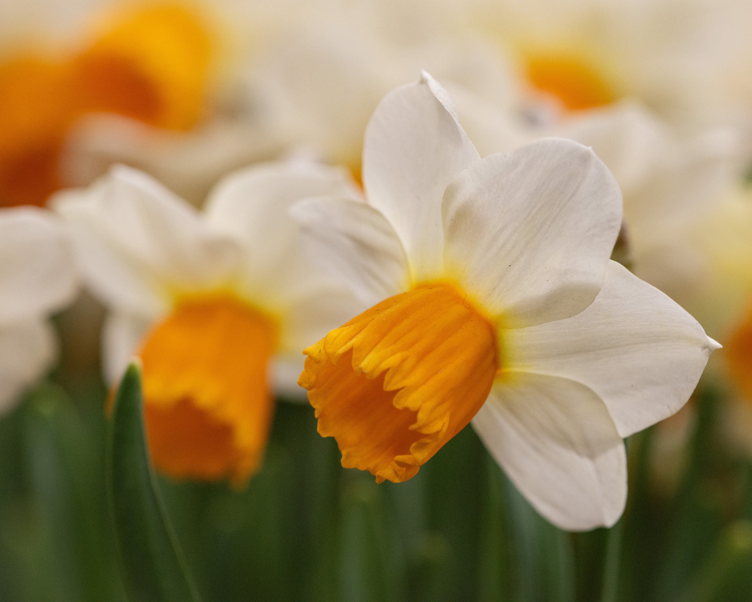 Narcissus 'Orange Comet' - Image 10