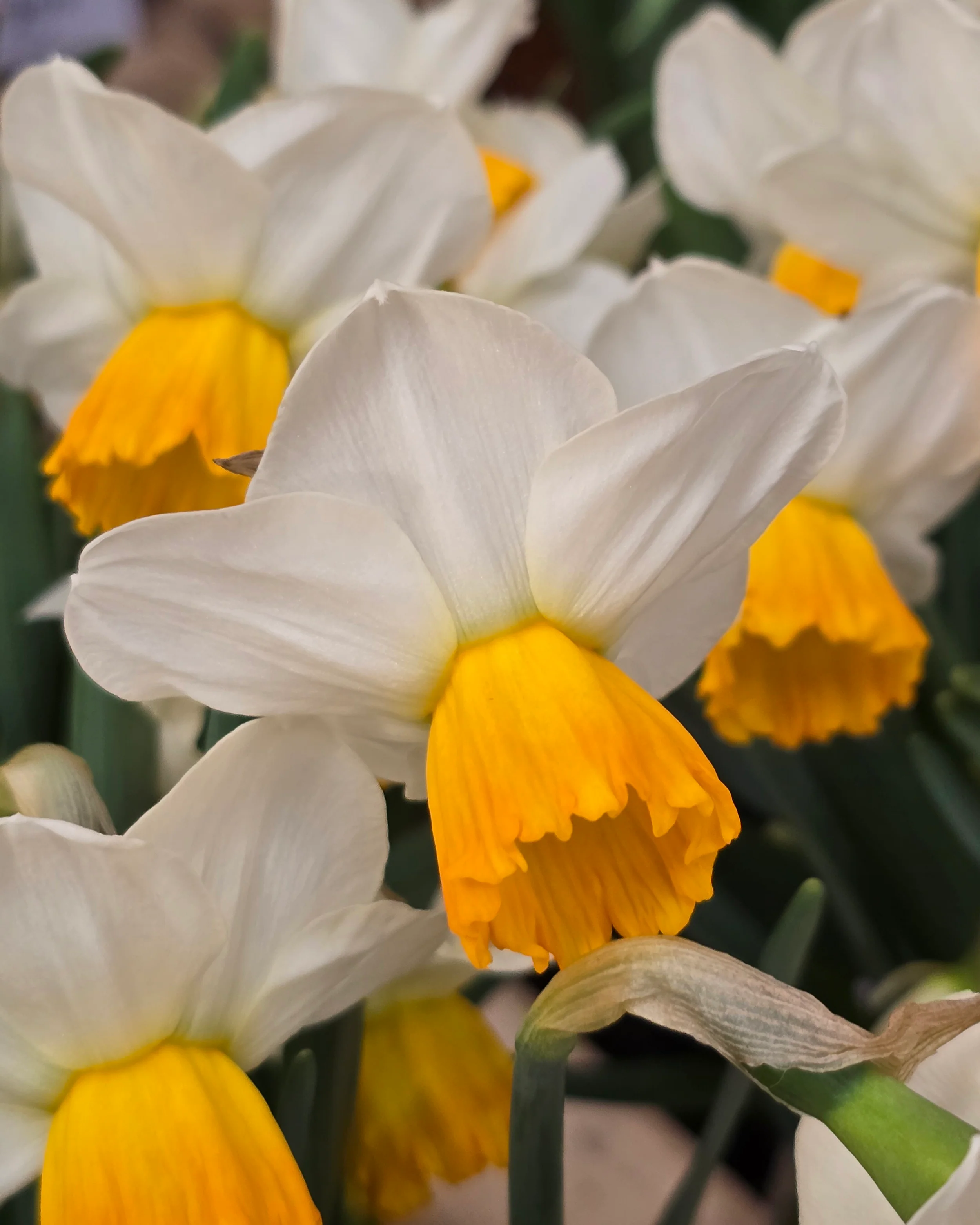 Narcissus 'Orange Comet' - Image 7