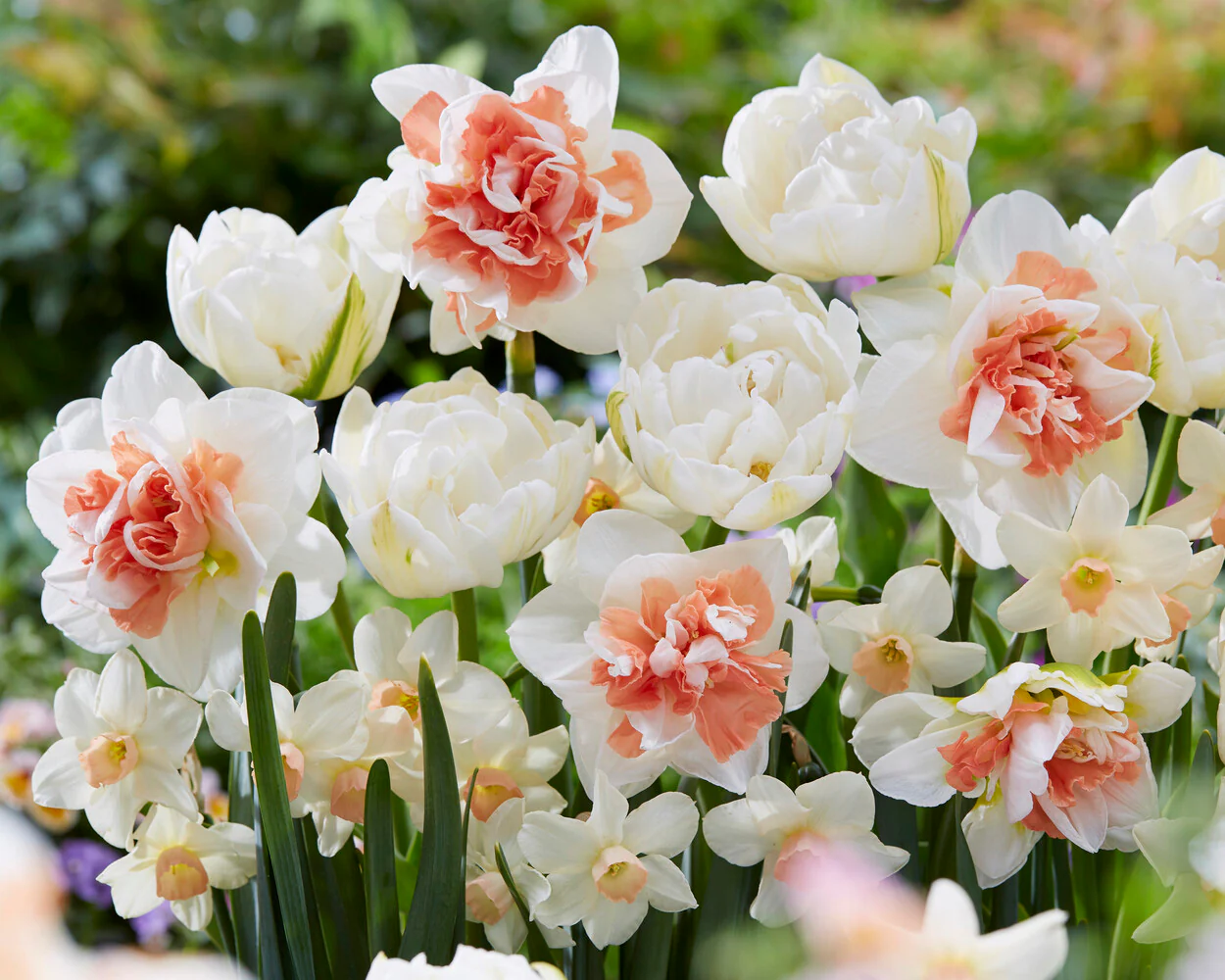 Narcissus 'Pink Performance' - Image 3