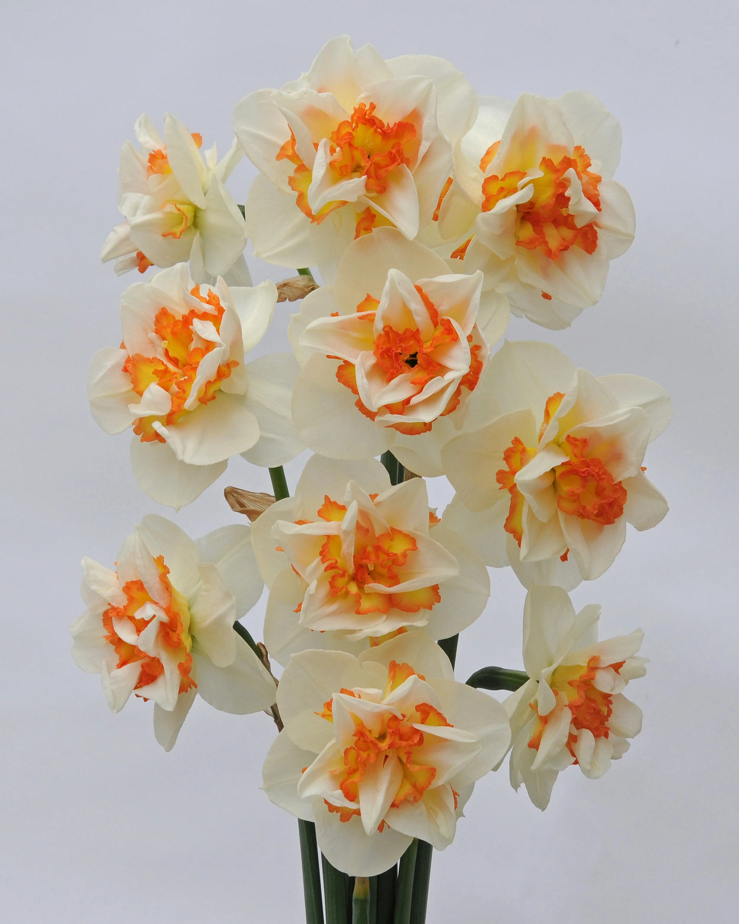 Narcissus 'Pink Performance' - Image 4