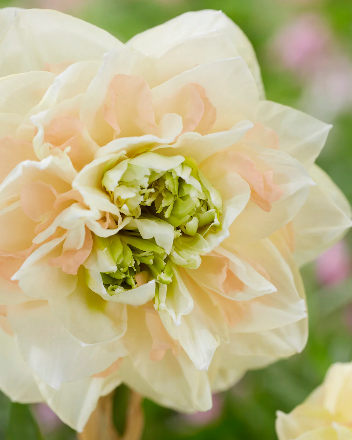 Narcissus 'Pom Pom Rose' - Image 5
