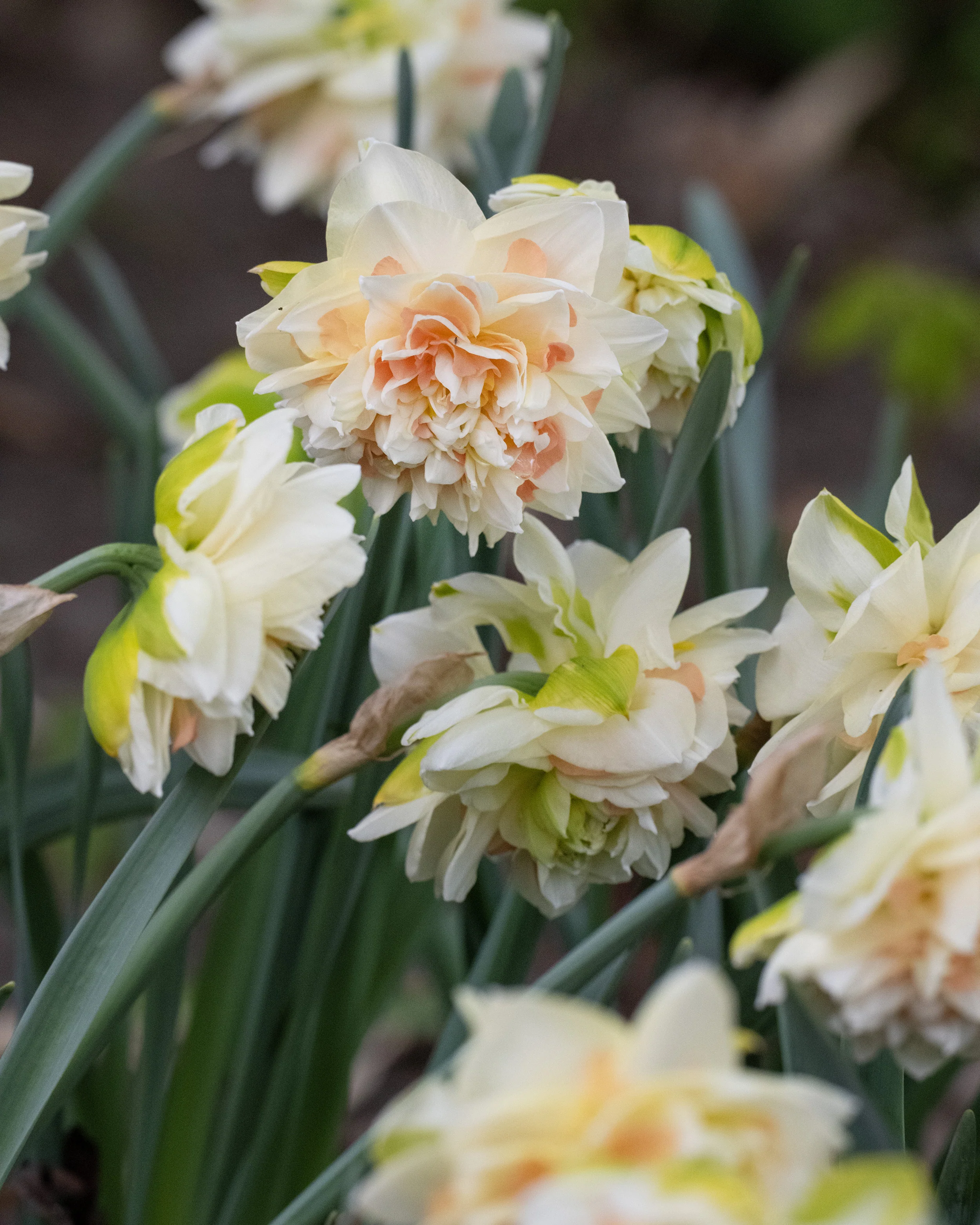 Narcissus 'Pom Pom Rose' - Image 8