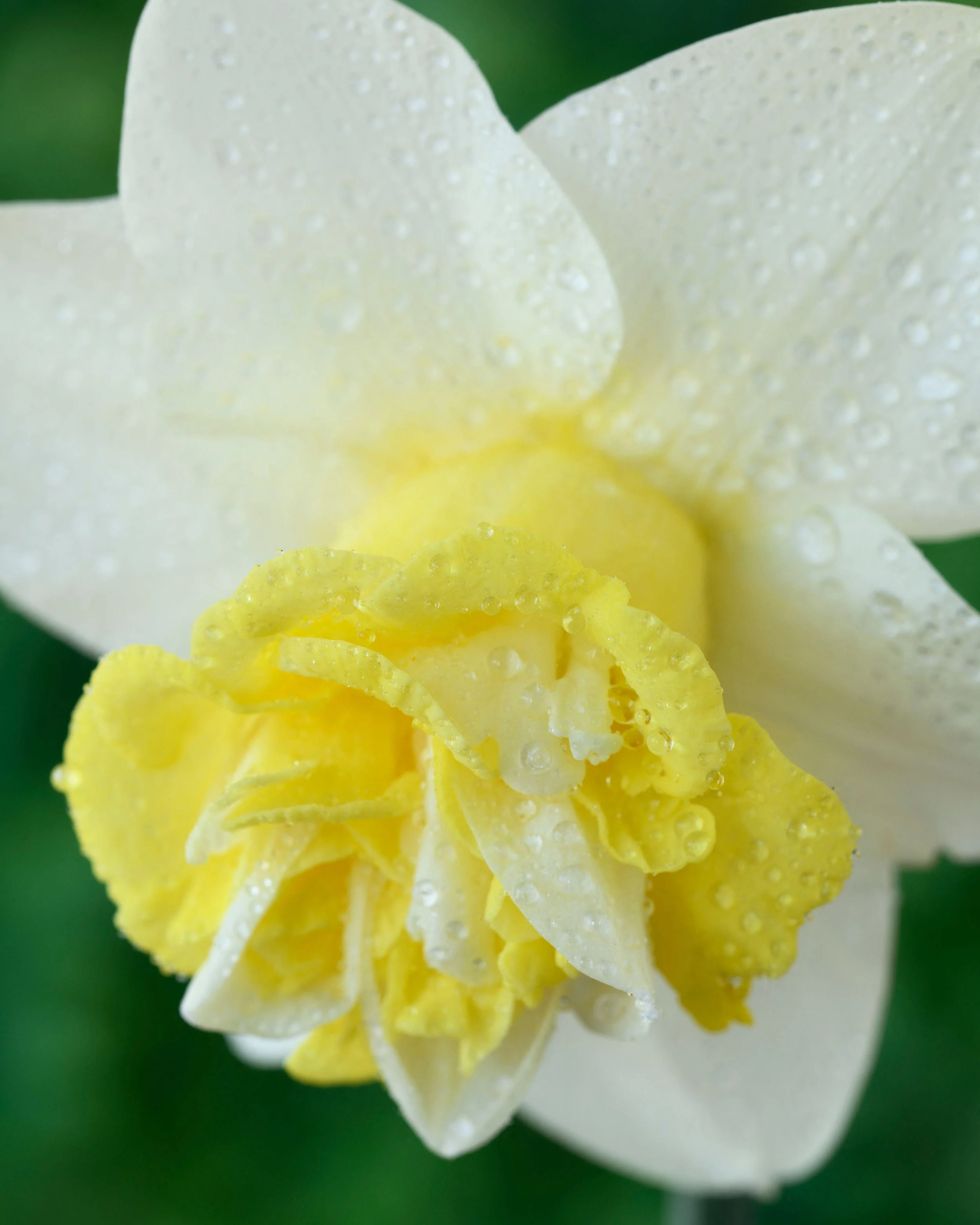 Narcissus 'Popeye' - Image 11
