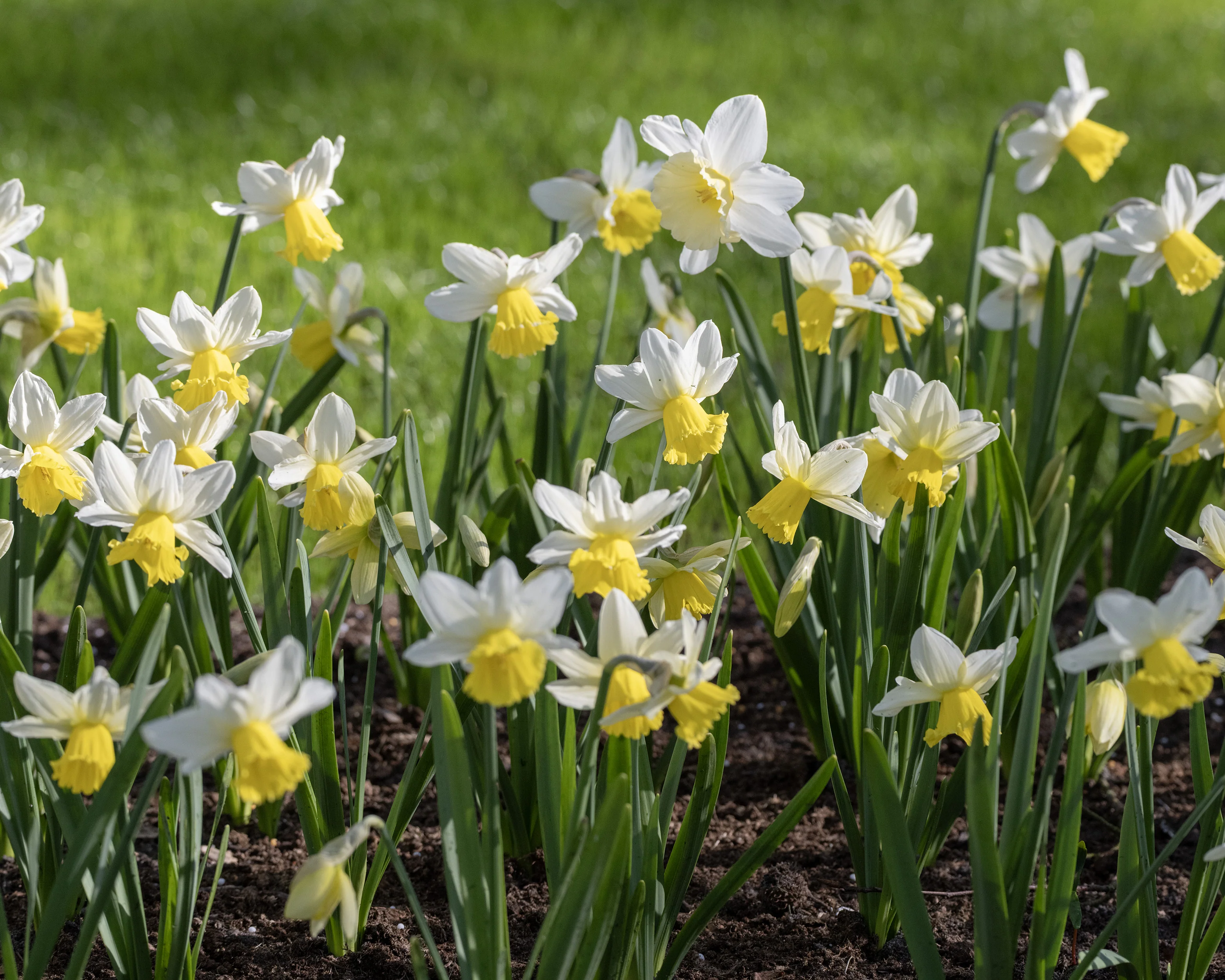 Narcissus 'Pre Party' - Image 4