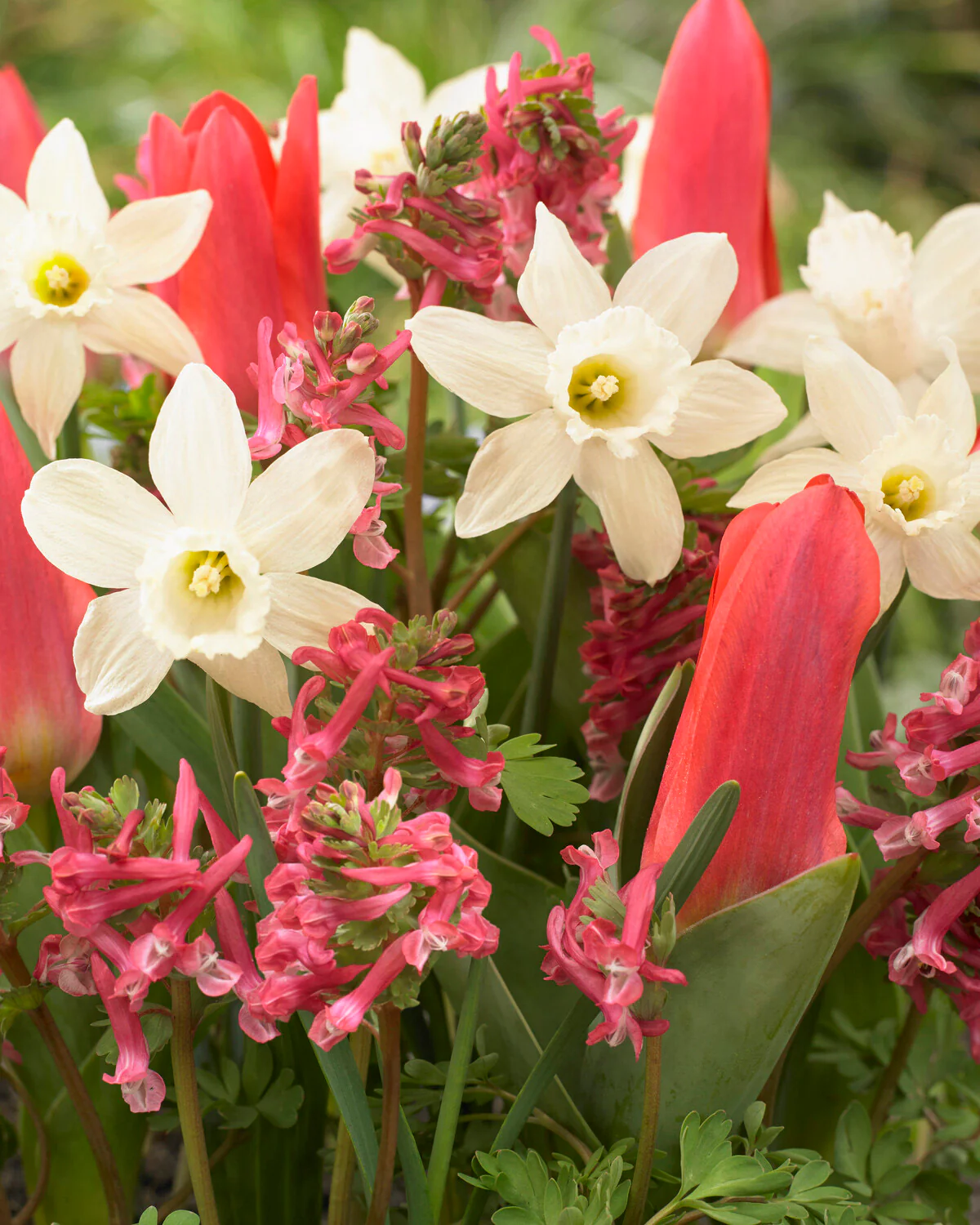 Narcissus 'Snow Baby' - Image 6