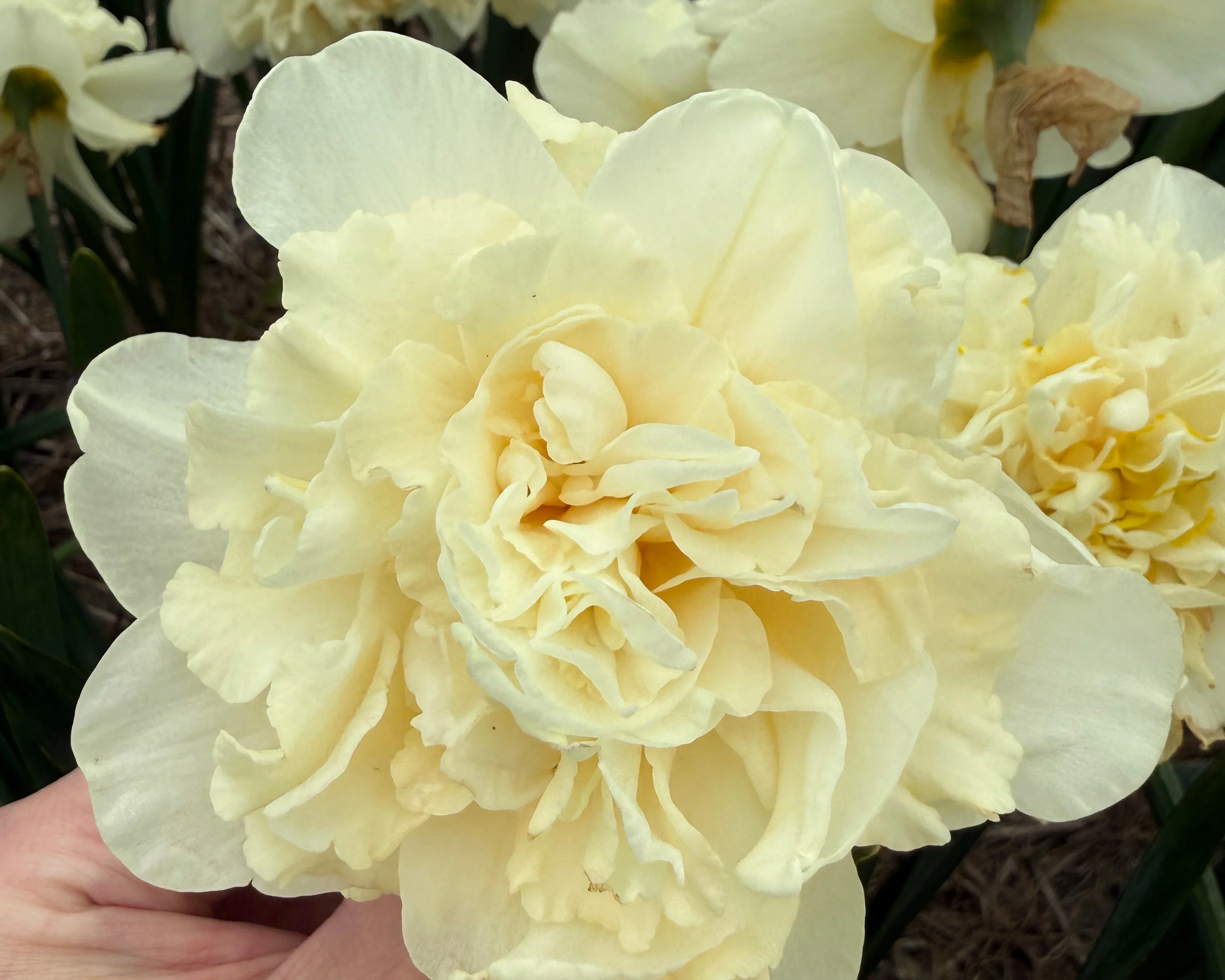 Narcissus 'Sophia' - Image 4