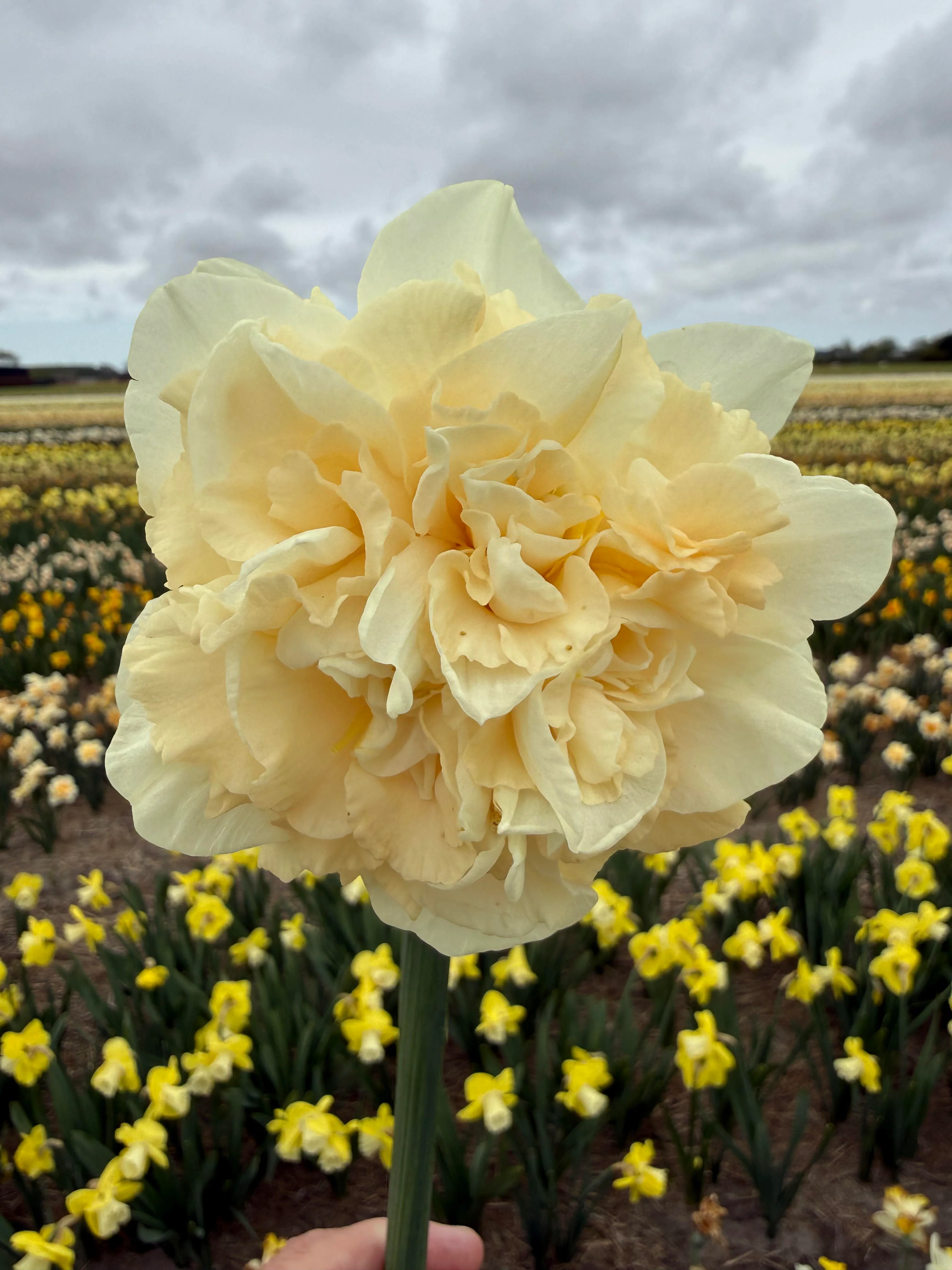 Narcissus 'Sophia' - Image 6