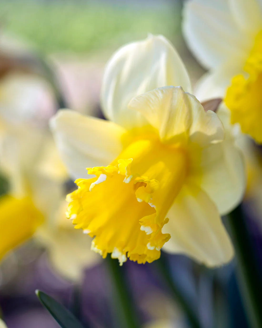 Narcissus 'Sugar Dipped' - Image 3