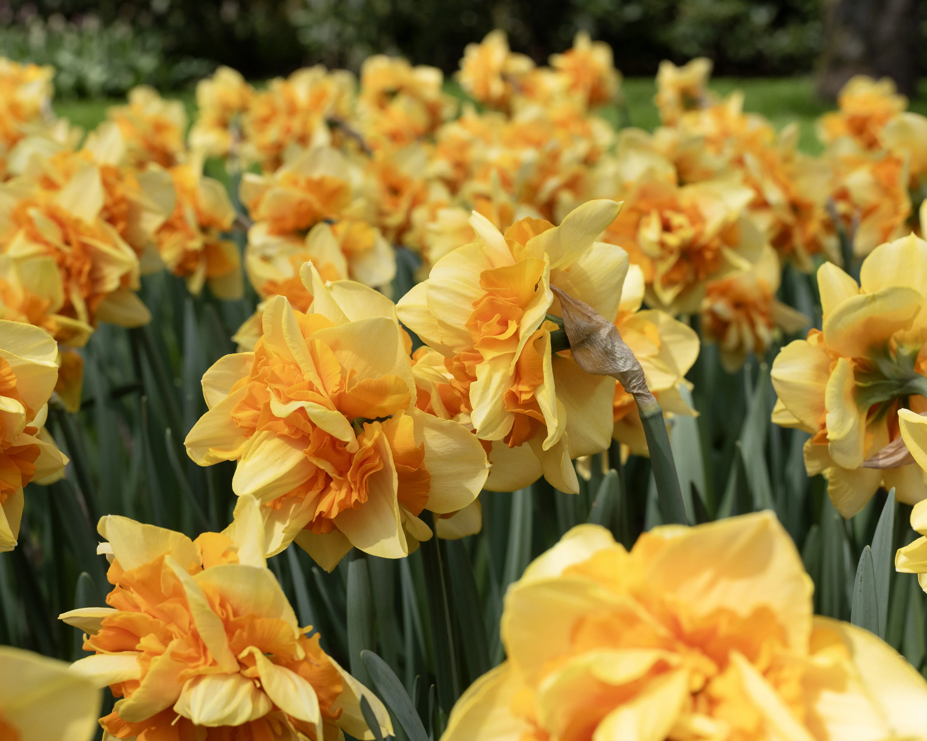 Narcissus 'Sun Catchers' - Image 3