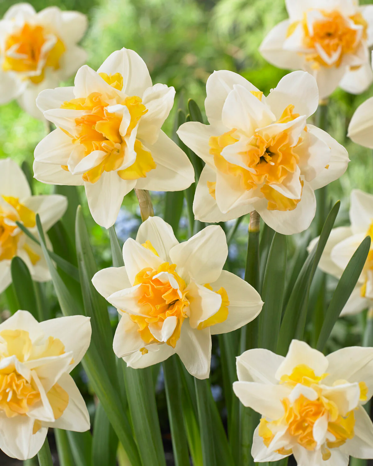 Narcissus 'Sweet Desire' - Image 4