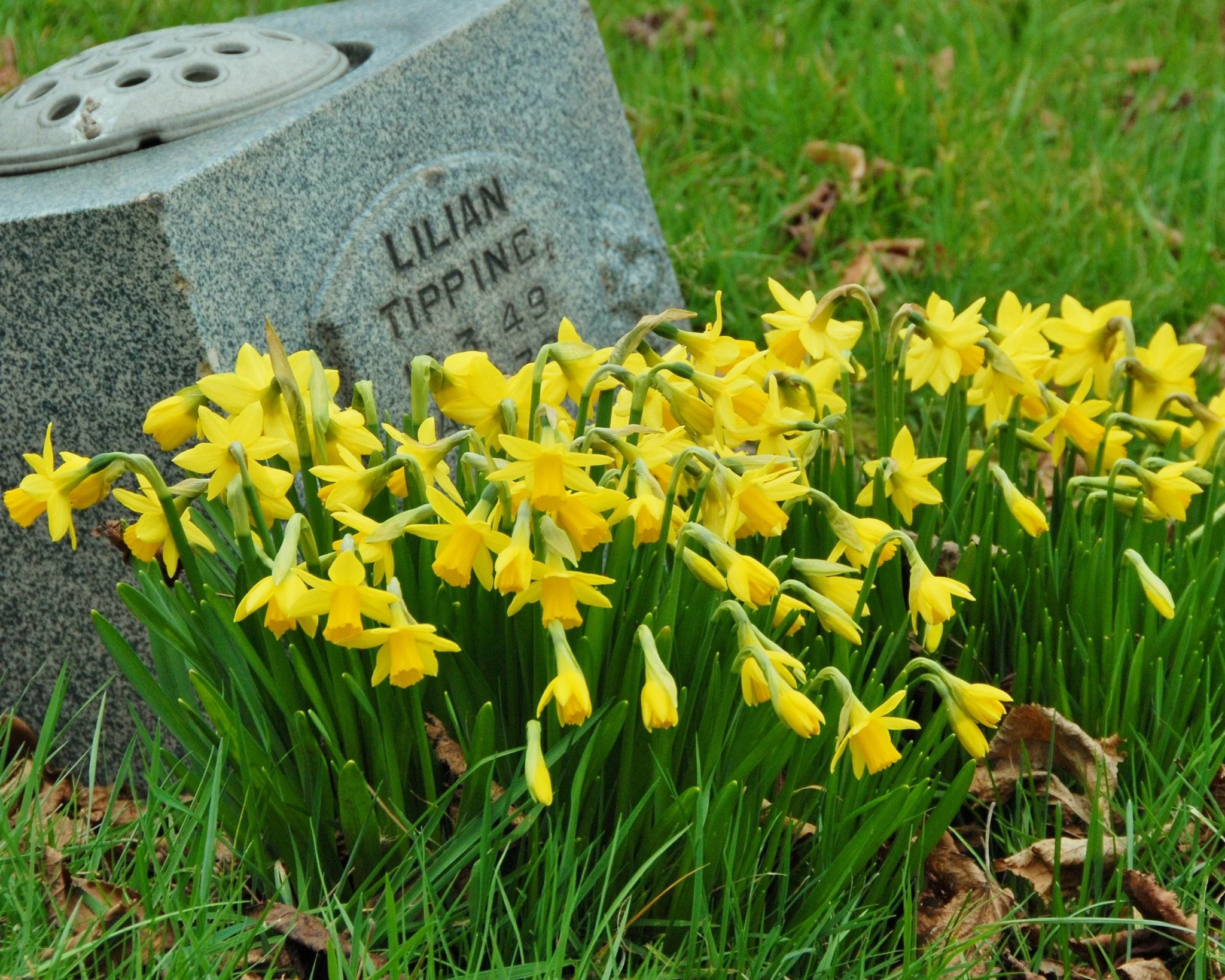 Narcissus 'Tête à Tête' - Image 13
