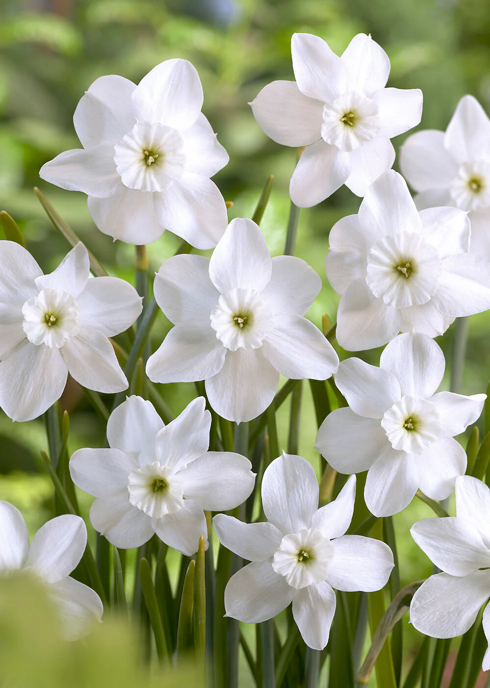 Narcissus 'Xit' - Image 3