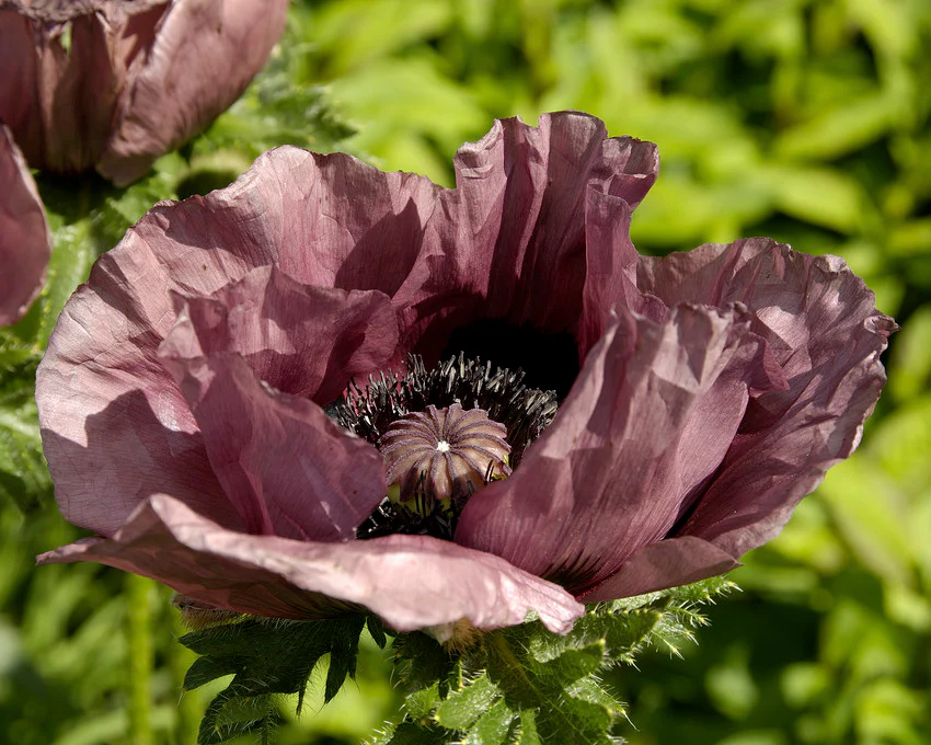 Papaver 'Patty's Plum' - Image 6