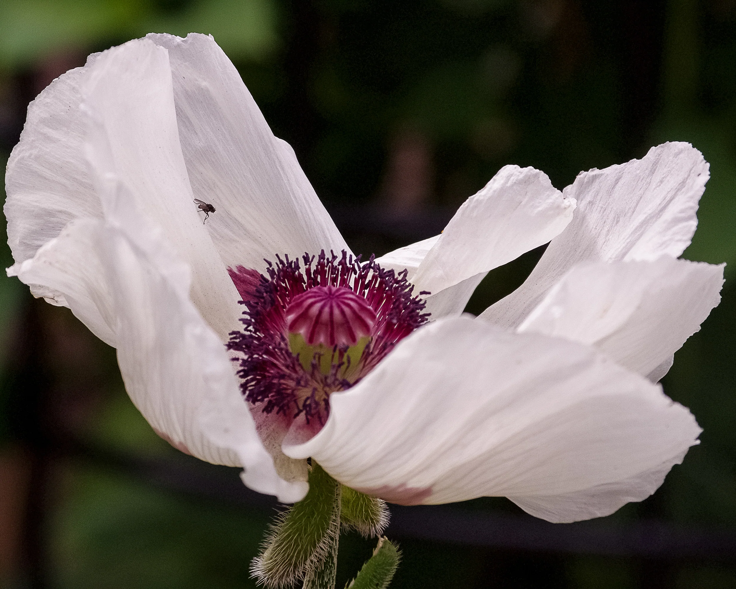 Papaver 'Perry’s White' - Image 3