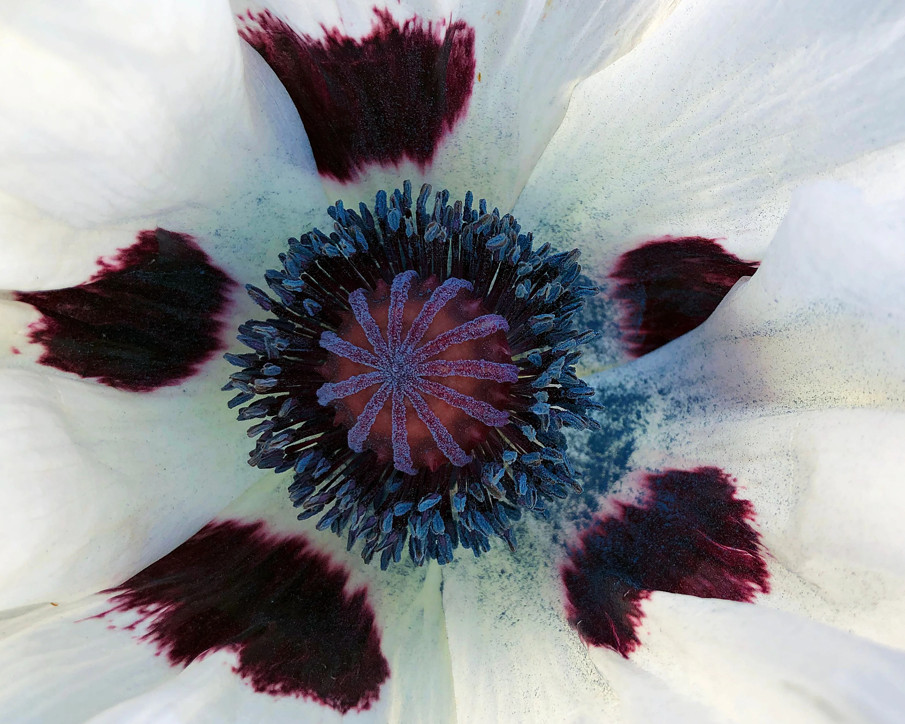 Papaver 'Perry’s White' - Image 4