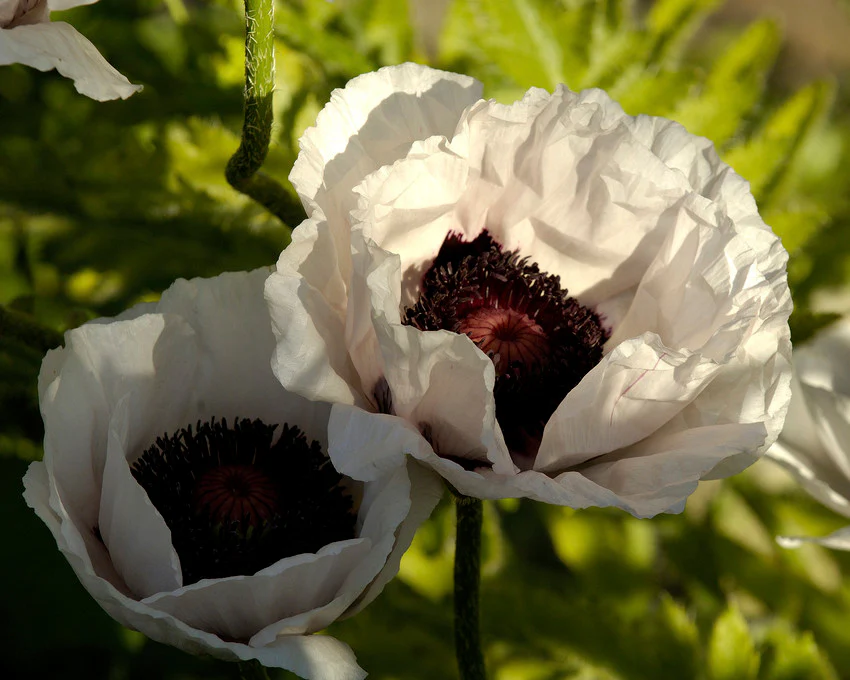 Papaver 'Perry’s White' - Image 7