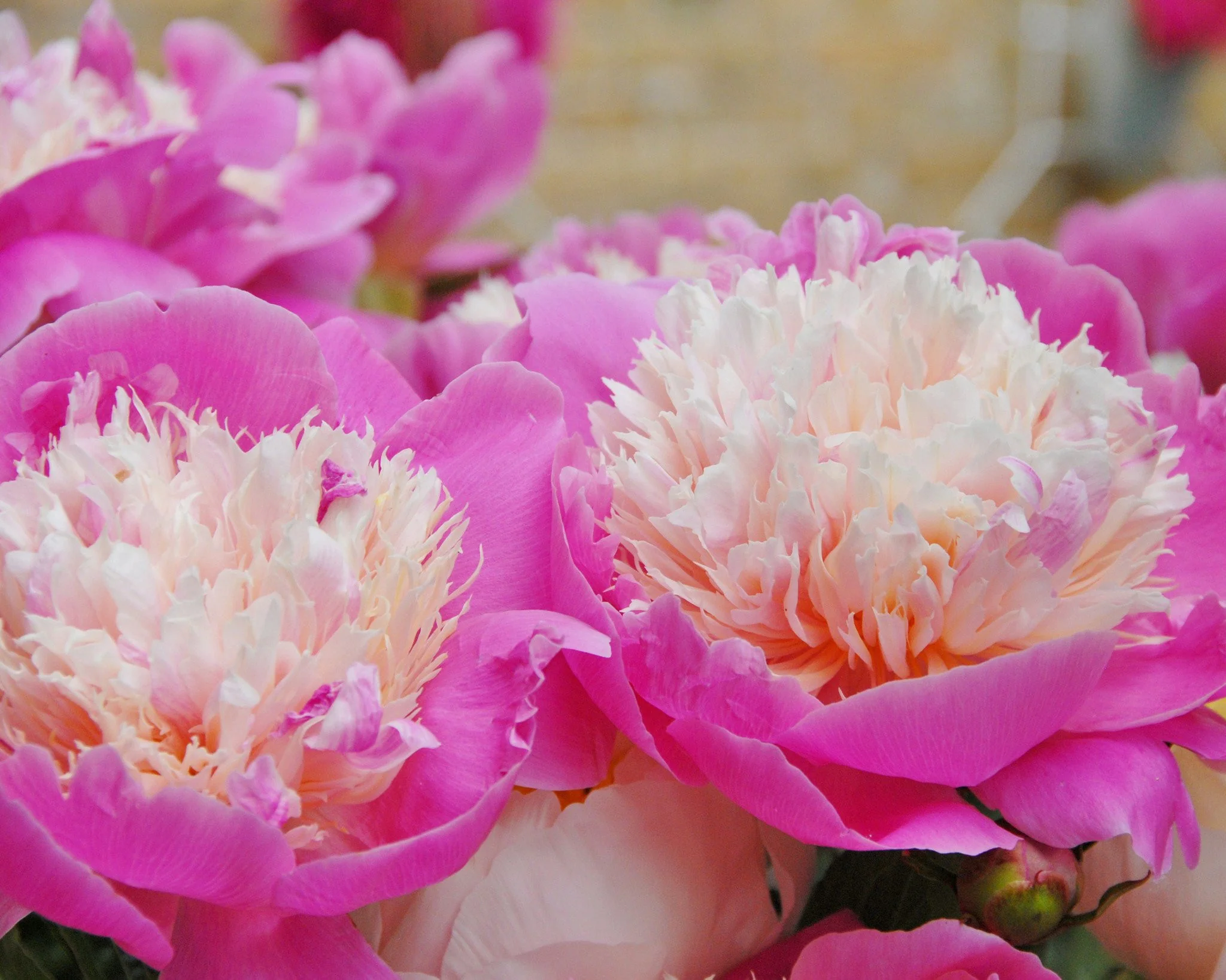 Paeonia 'Bowl of Beauty' - Image 4