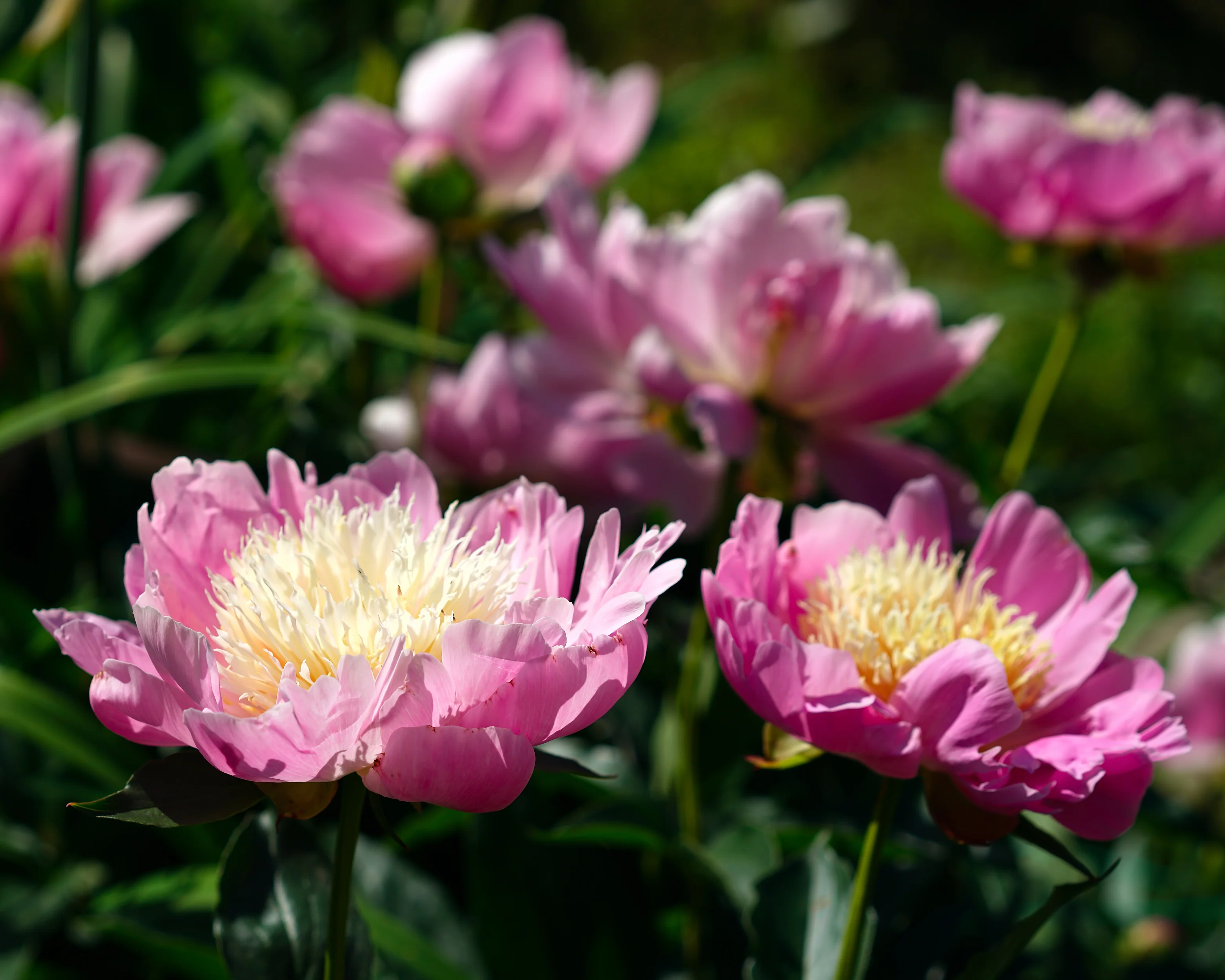 Paeonia 'Bowl of Beauty' - Image 5