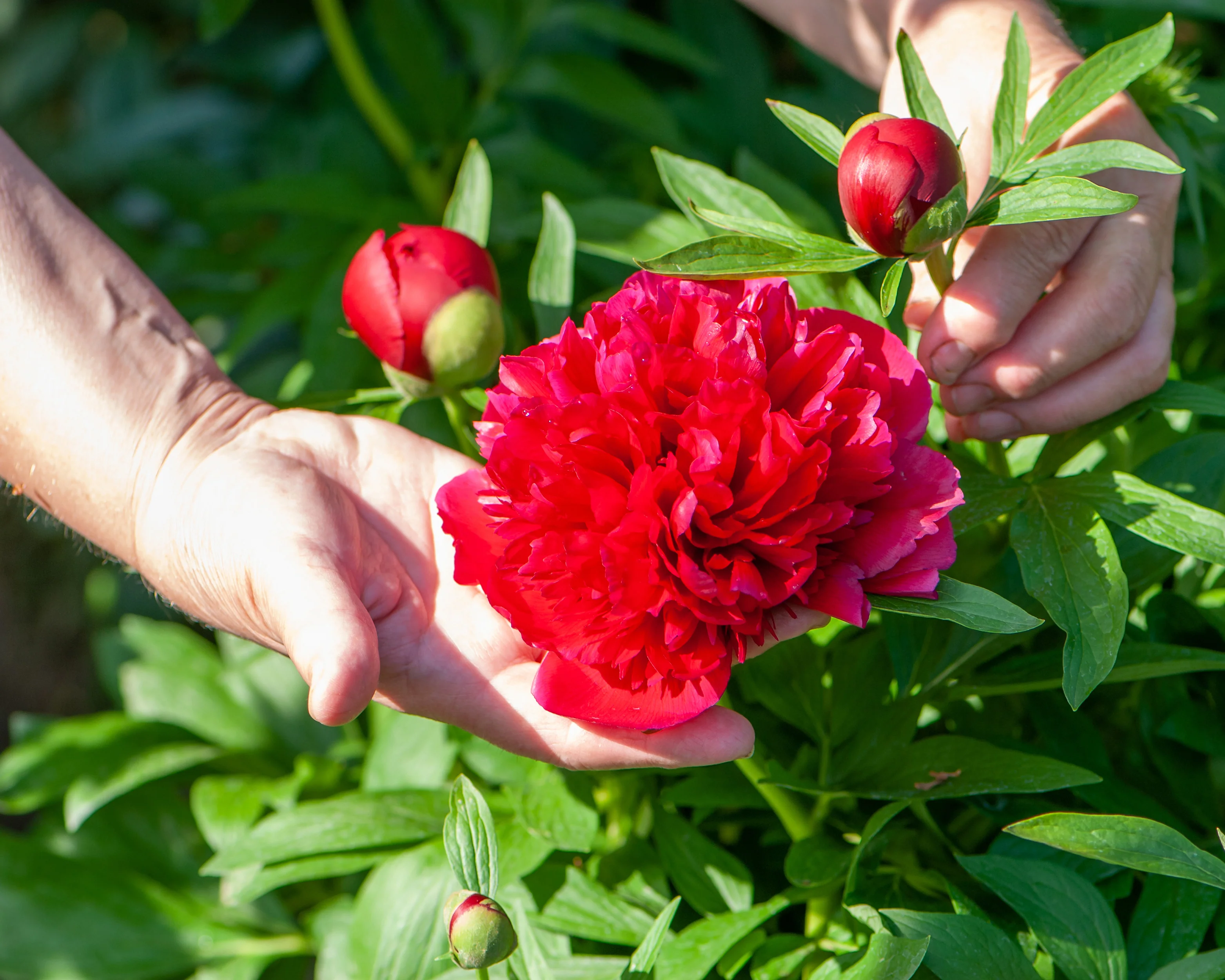 Paeonia 'Buckeye Belle' - Image 5