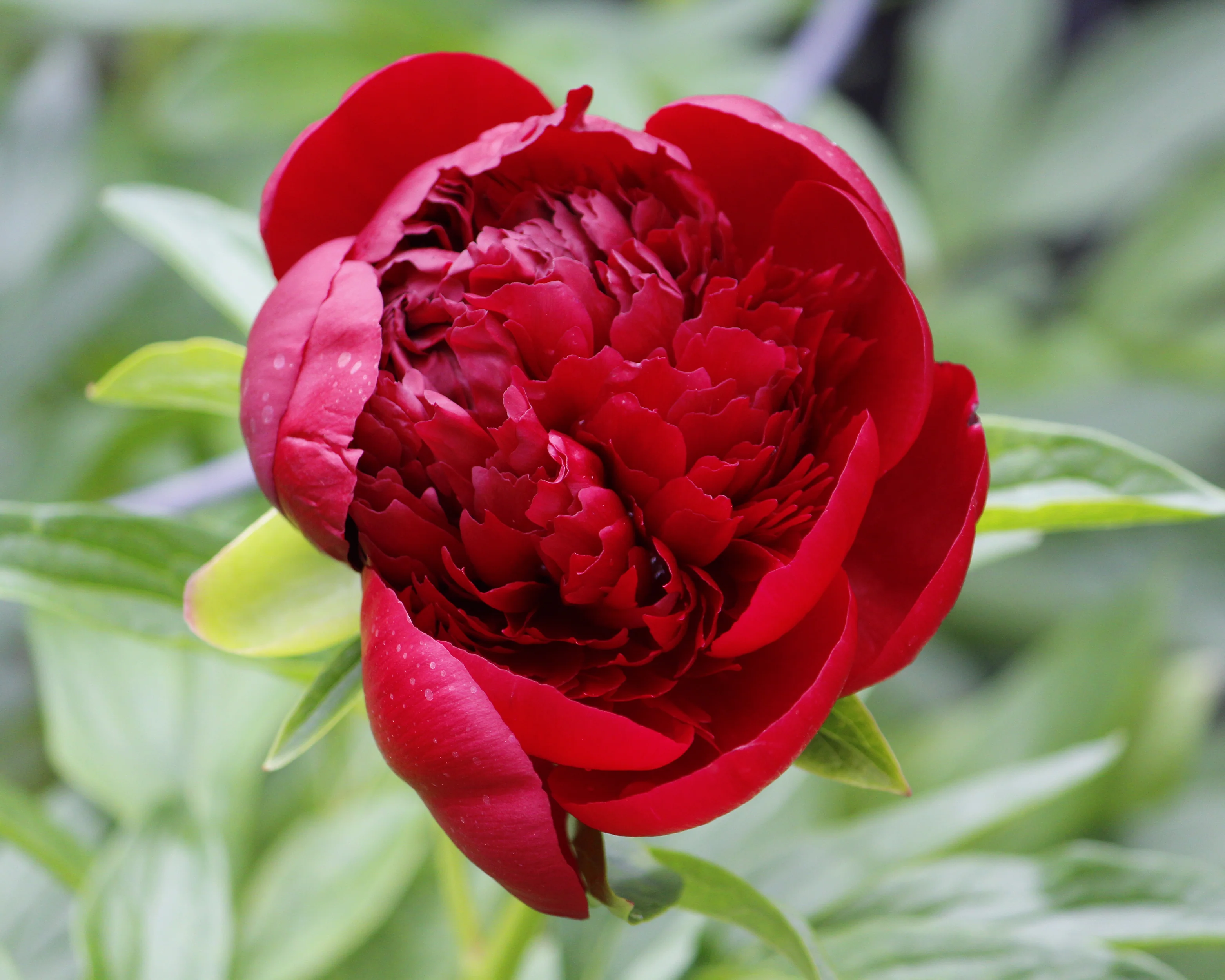 Paeonia 'Buckeye Belle' - Image 7