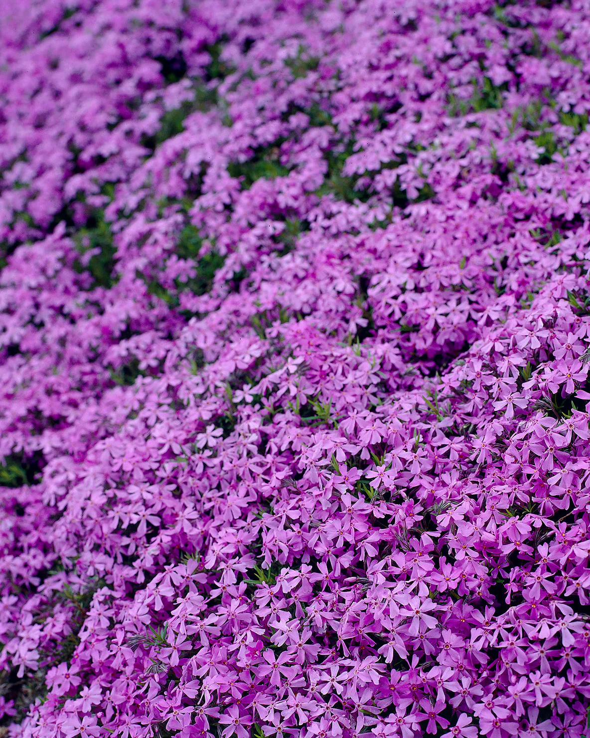 Phlox 'Ground Purple' - Image 7