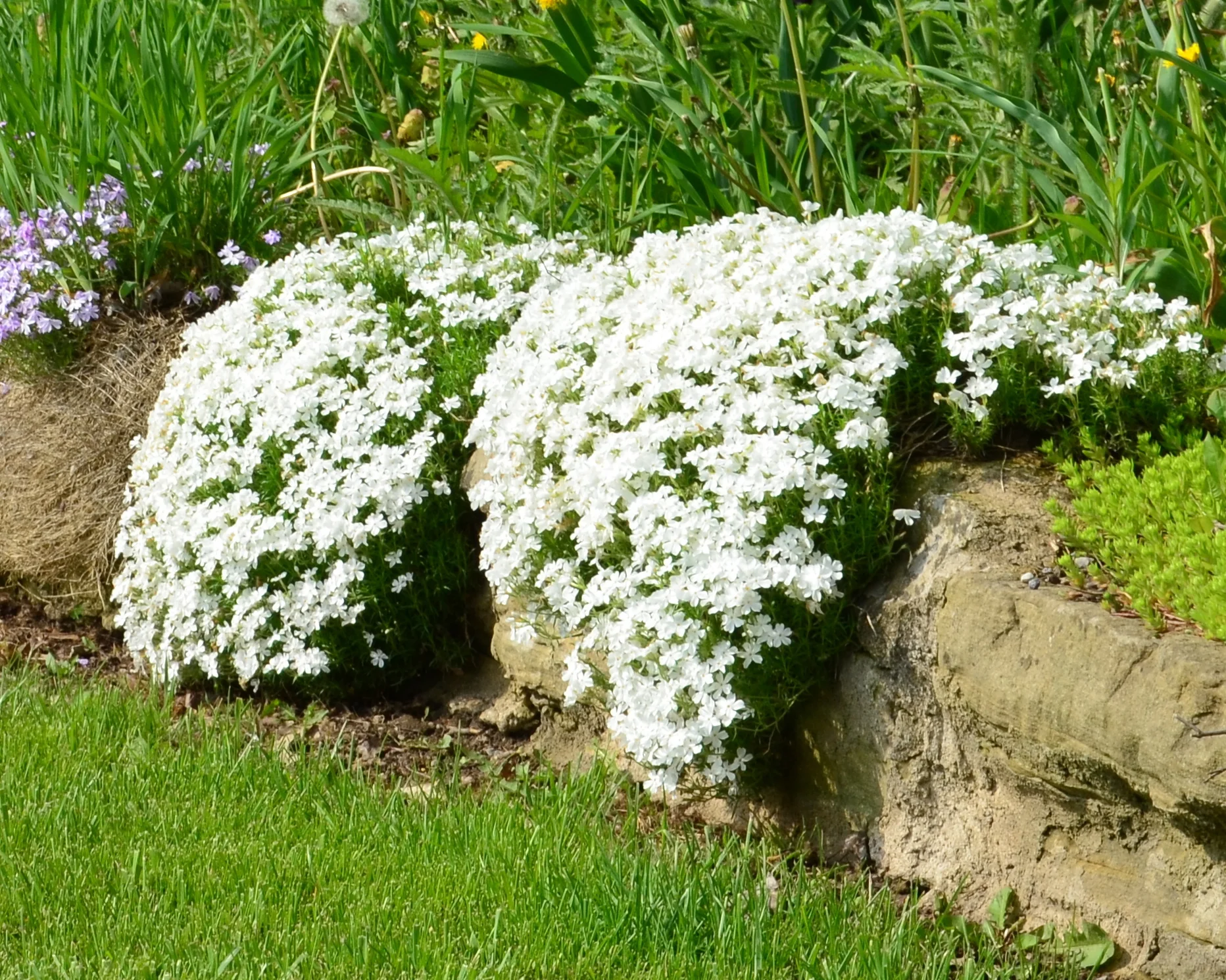 Phlox 'Ground White' - Image 3