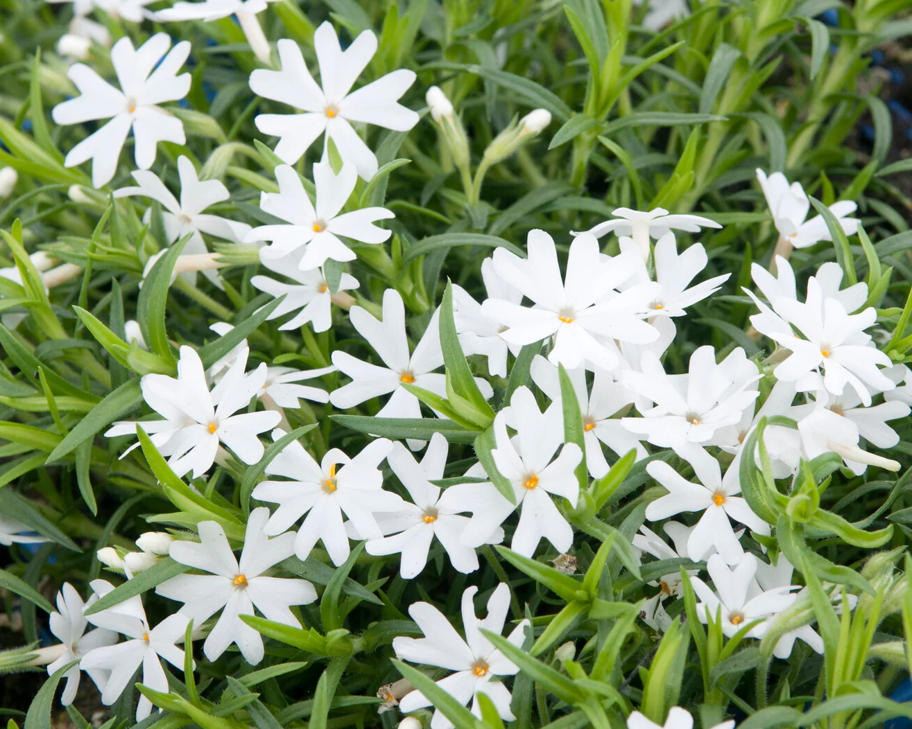 Phlox 'Ground White' - Image 8
