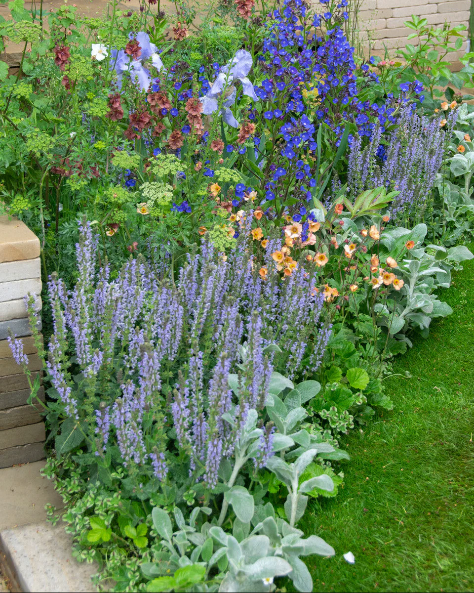 Salvia 'Crystal Blue' - Image 5