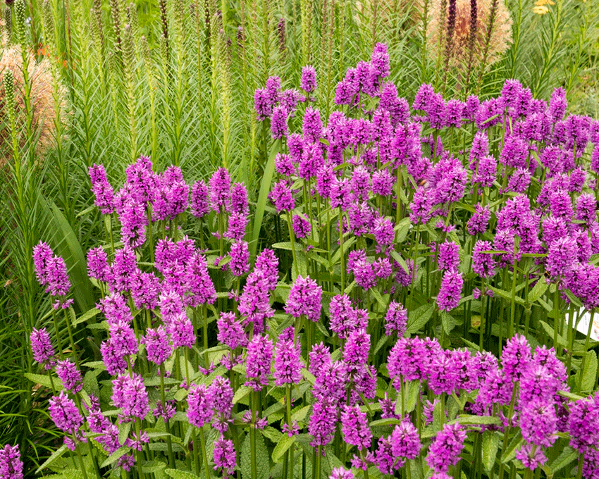 Stachys 'Hummelo' - Image 4