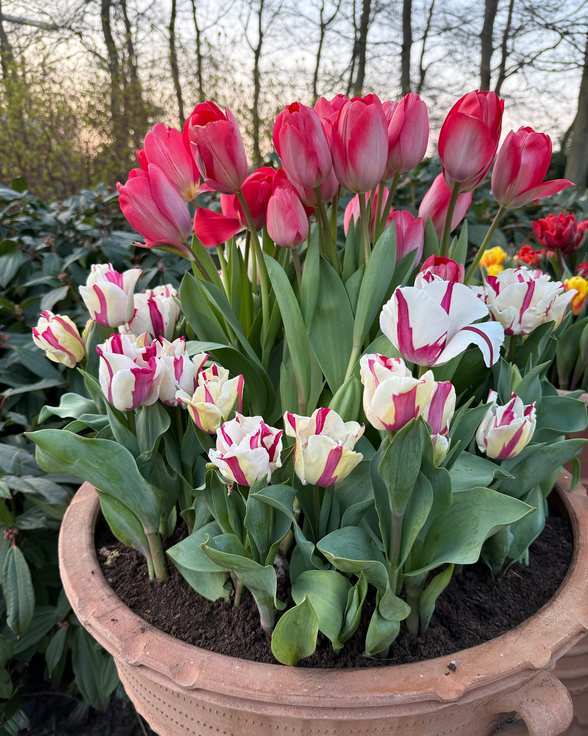 Tulip 'Alise' - Image 7