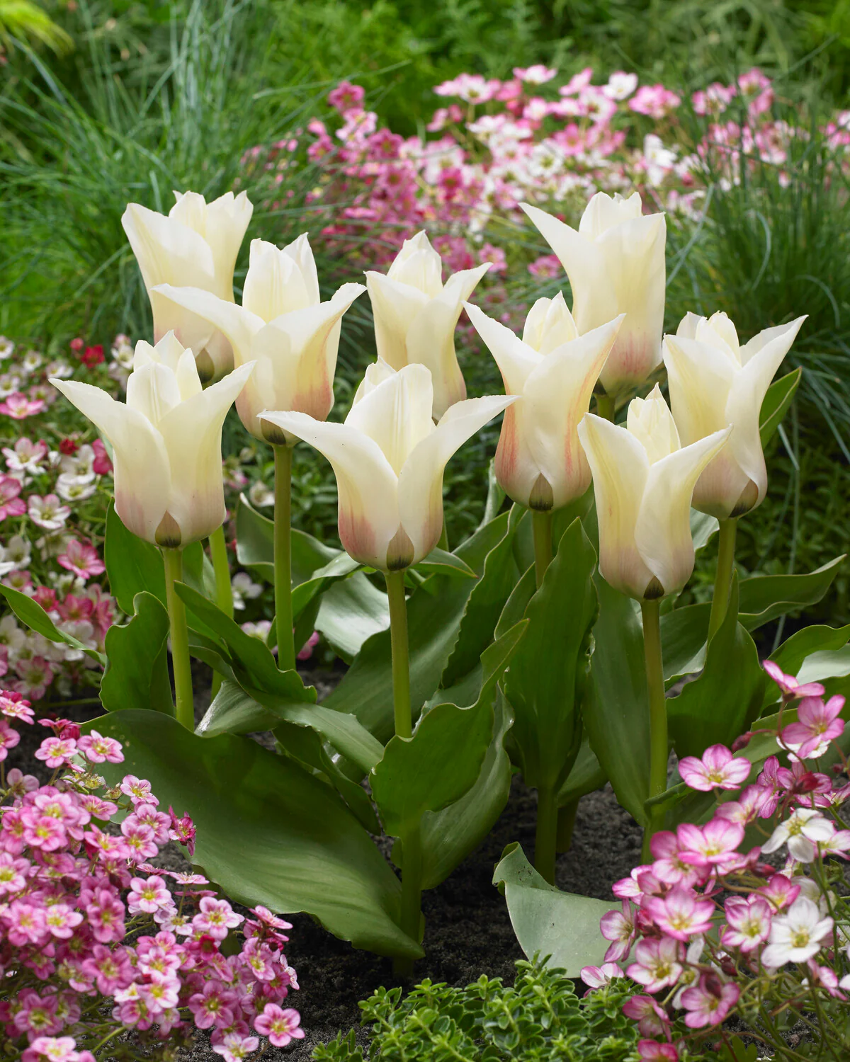Tulip 'Janet' - Image 4