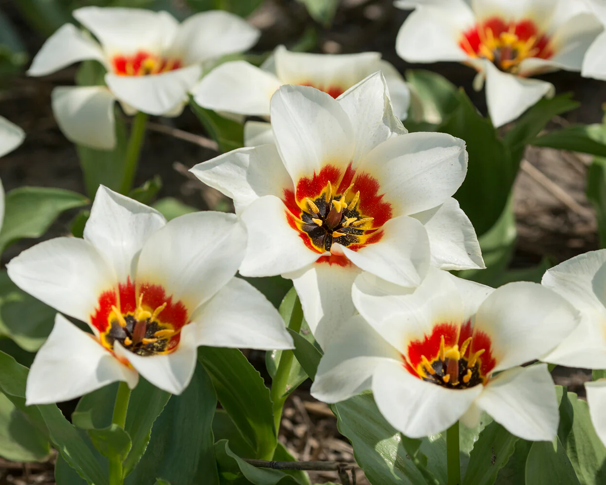 Tulip 'Janet' - Image 5