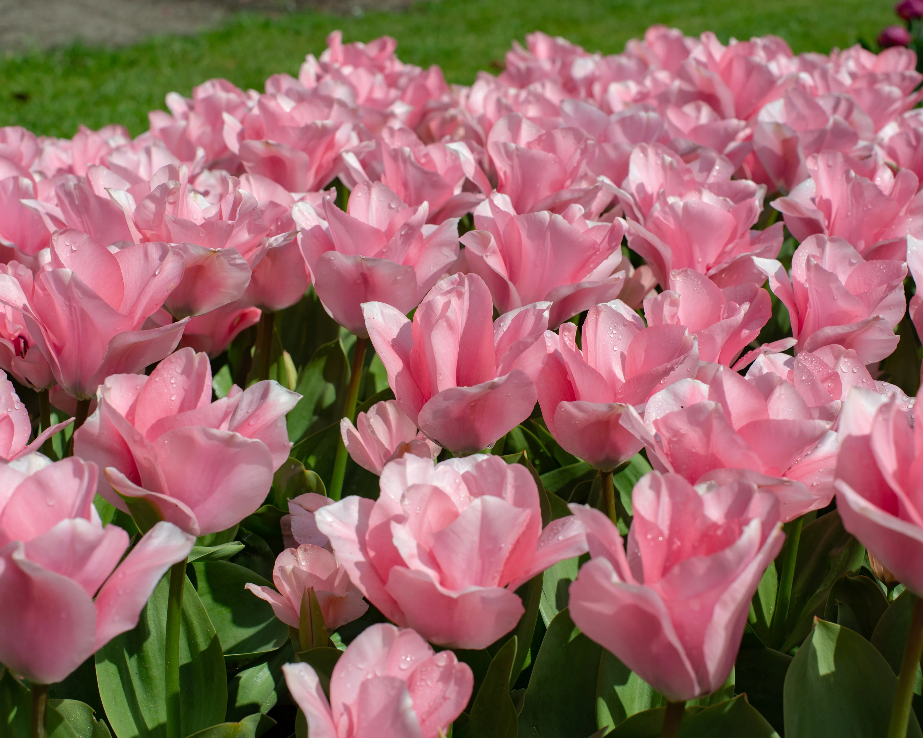 Tulip 'Sweet Sixteen' - Image 3